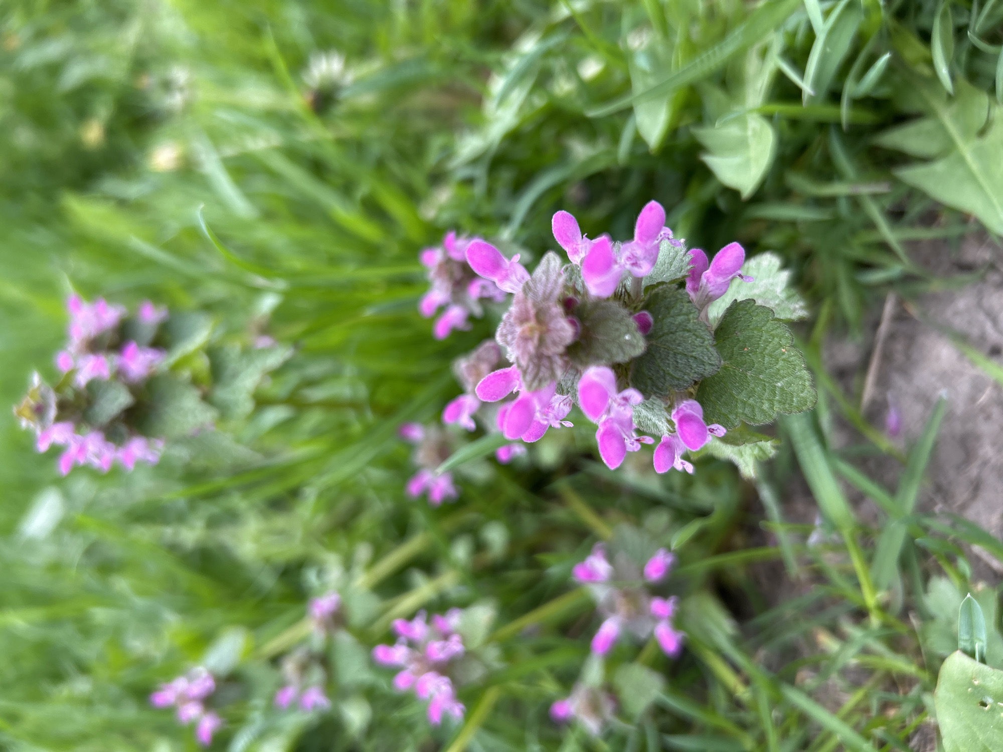 The image shows a close-up of several clusters of purple dead-nettle (Lamium purpureum) flowers growing amongst blades of green grass and other low-lying foliage. The location is likely a grassy area or a garden in Meshchovsk, Russia, but this can not be determined with certainty from this single image.