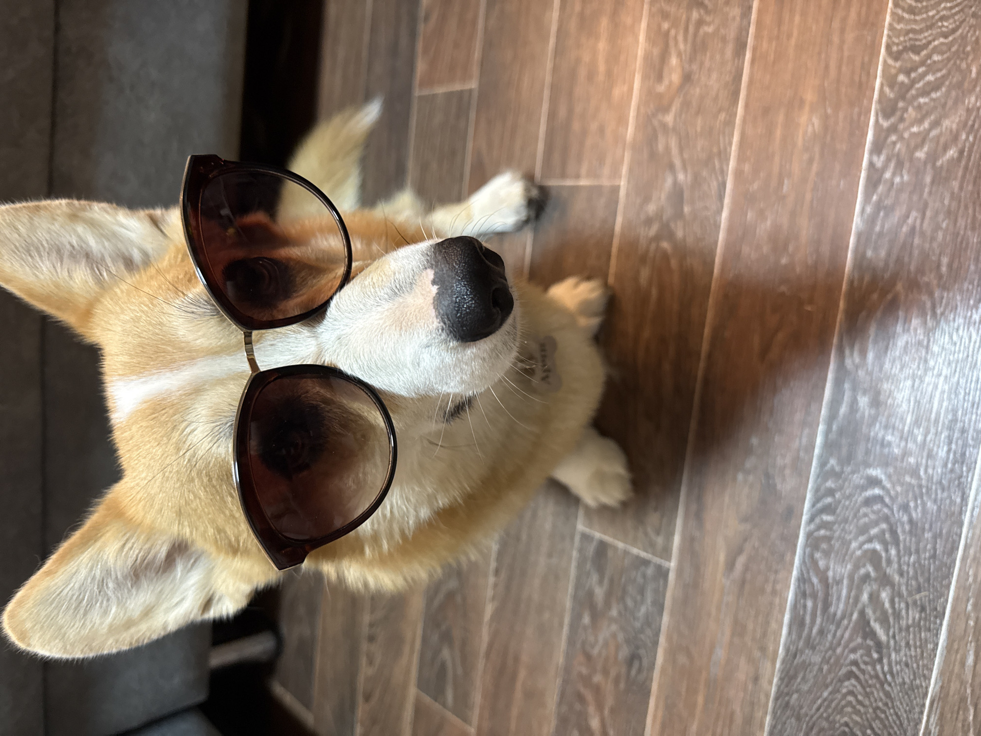 A corgi dog wearing sunglasses is lying on a wooden floor. The dog has tan and white fur and a black nose. The sunglasses are brown and cover the dog's eyes. The wooden floor has a light brown wood grain pattern. The location is not specified, so the city of Votkinsk, Russia is irrelevant.