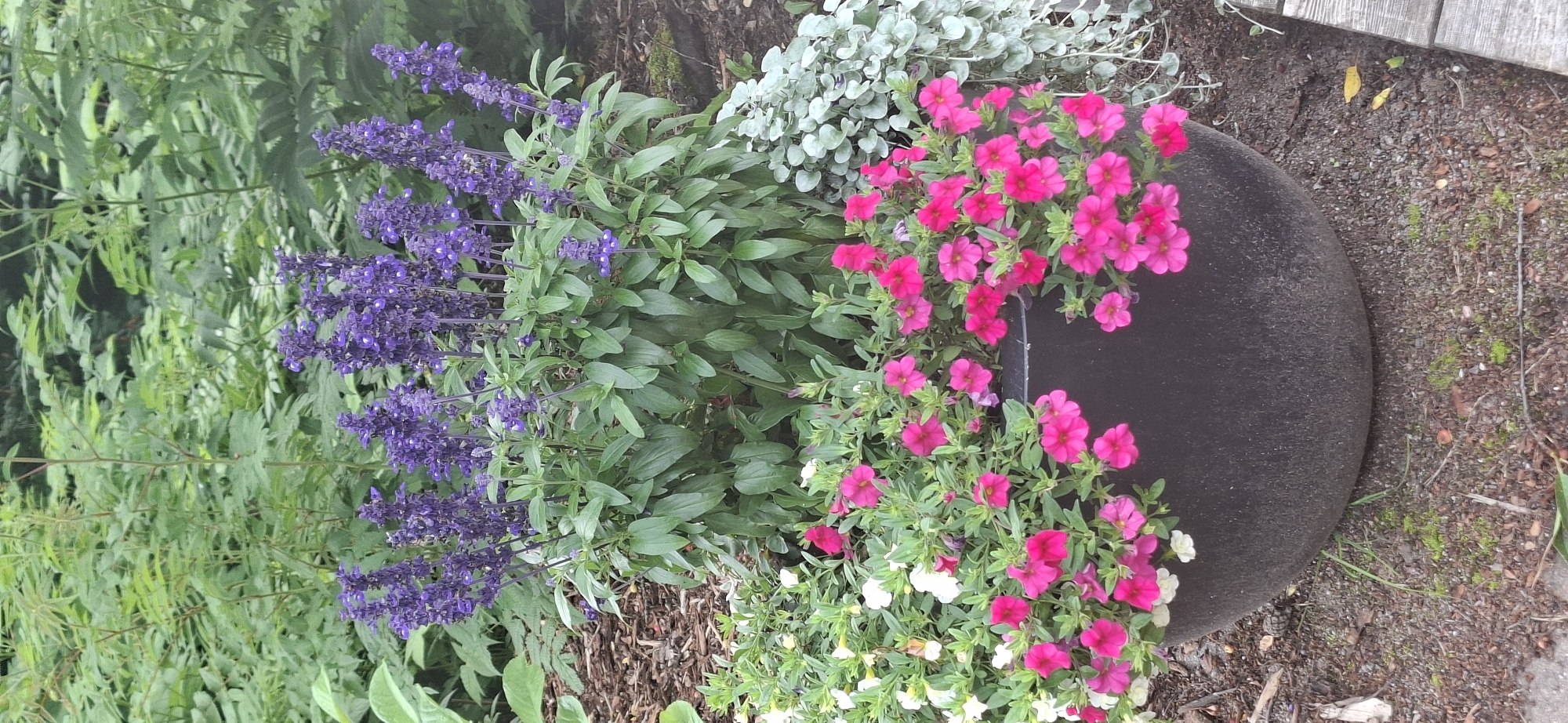 A dark gray, textured planter pot is filled with an assortment of flowering plants and foliage. The upper portion of the pot is dominated by tall spikes of vibrant purple salvia. Below the salvia, cascades of bright pink petunias spill over the edge of the pot, interspersed with smaller white flowers. To the right of the salvia, a silvery-green, trailing plant adds a textural contrast. The planter sits on a bed of dark soil mixed with mulch and small stones. In the background, lush green foliage creates a dense, natural backdrop. The scene appears to be an outdoor garden setting, likely in Naantali, Finland, given the context. No people are visible in the image. The lighting suggests it is daytime, possibly overcast or in the shade.