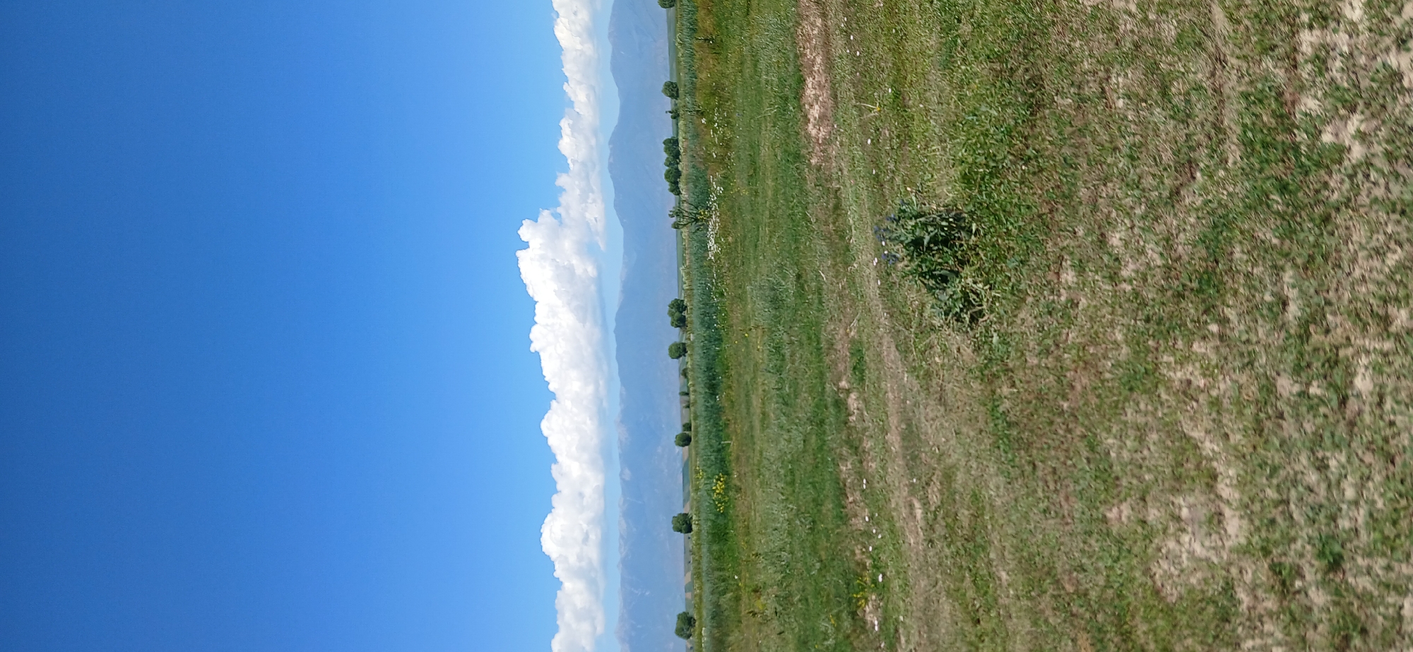 The image depicts a rural landscape under a clear blue sky with scattered white clouds. In the foreground, there is a field of grass with patches of bare earth. A small cluster of green bushes is visible in the mid-ground. Further in the distance, a line of trees stands against a backdrop of rolling hills and mountains. The scene appears to be located in Mihaylovka, Kyrgyzstan. There are no people or visible structures in the image, suggesting an undeveloped natural environment.