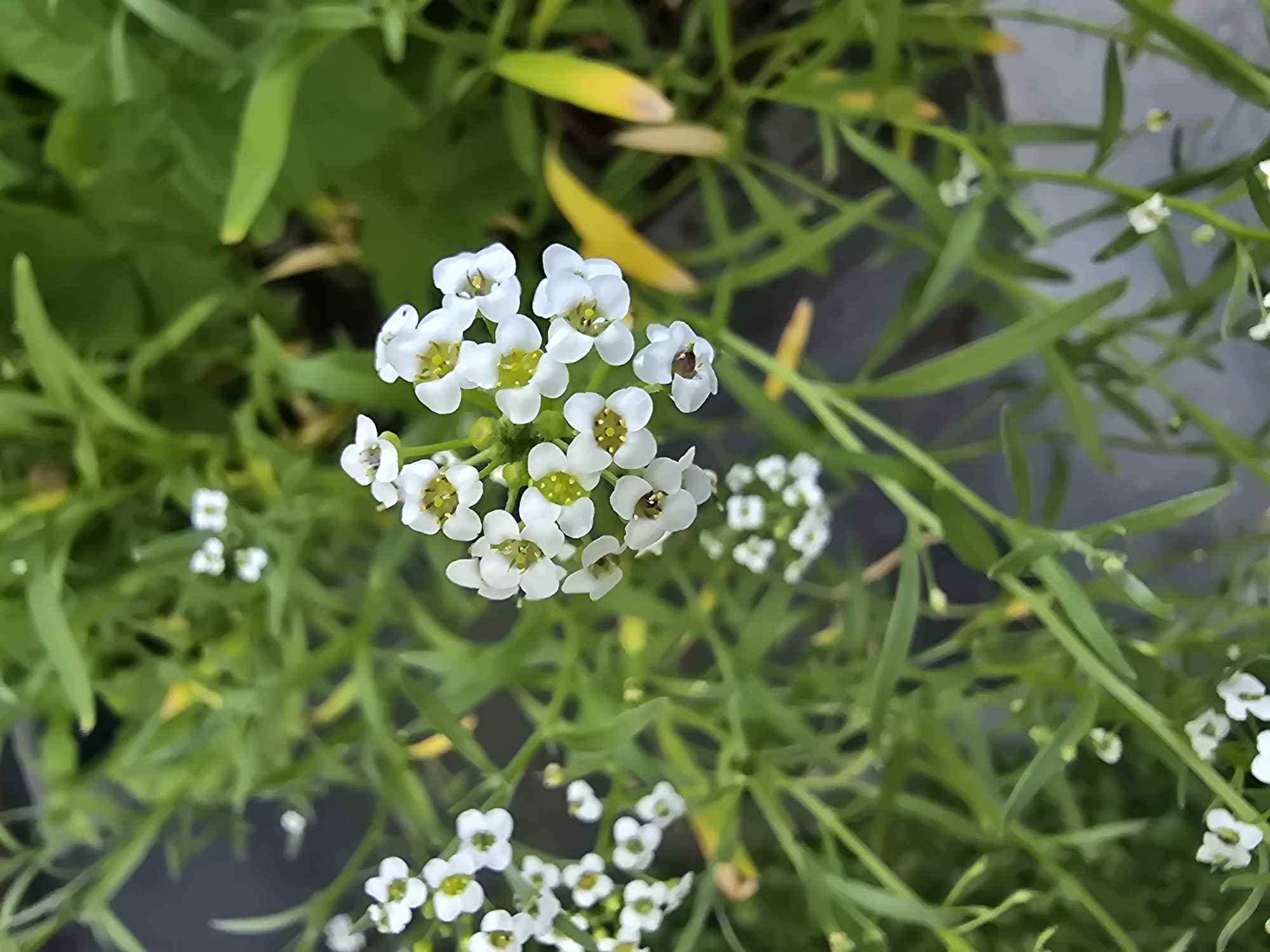 The image shows a close-up view of several small white flowers with yellow centers, clustered on thin green stems. The flowers appear to be Alyssum. They are growing amidst lush green foliage, with some yellowing leaves visible in the background. The overall impression is one of a garden or natural setting. No people or specific urban landmarks are visible. The image provides no information about the city of Sofiivska Borshchahivka, Ukraine.