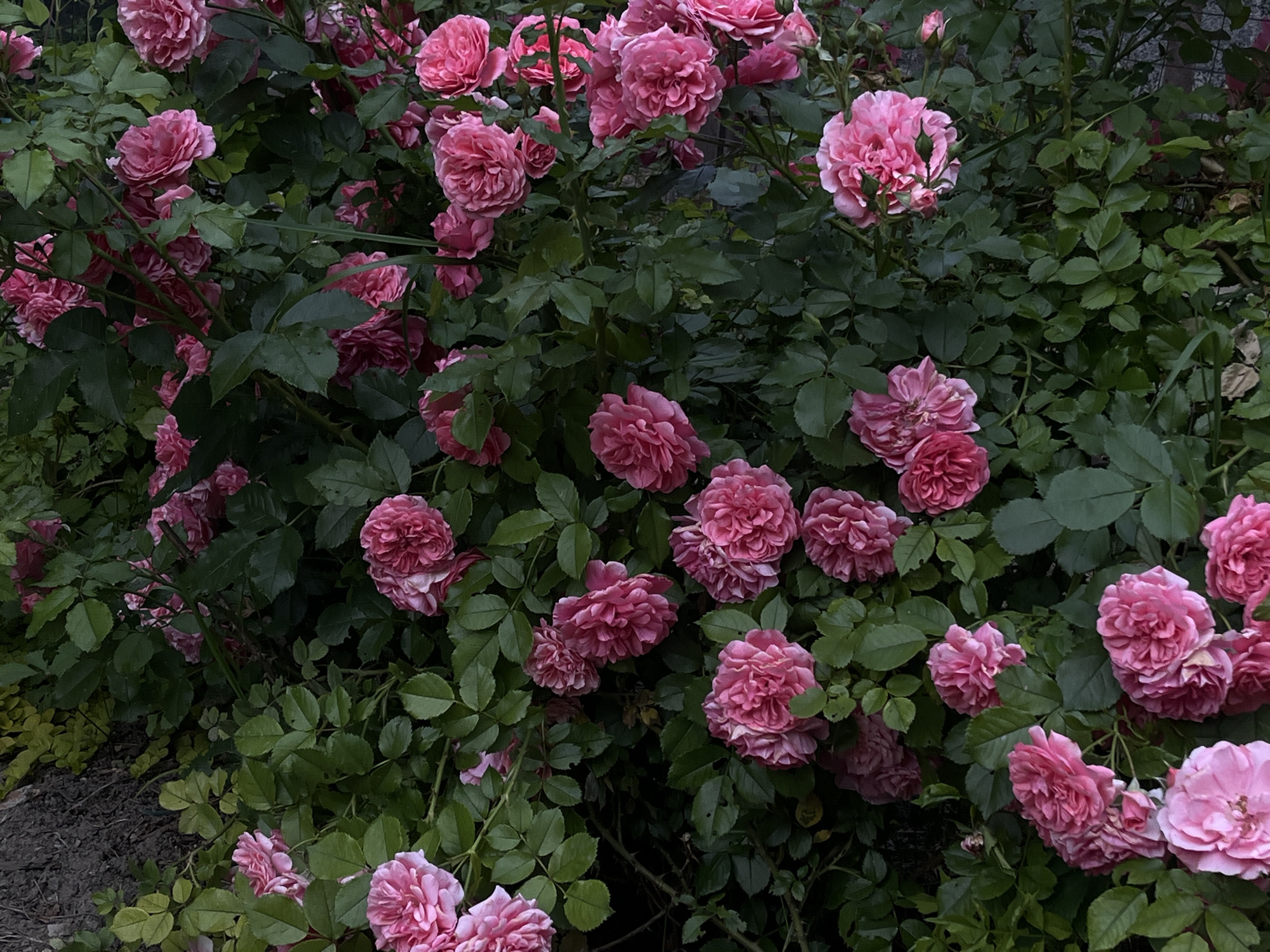 The image shows a dense bush of pink roses in bloom, with dark green foliage. The roses are clustered together, with some in full bloom and others appearing as buds. The lighting suggests it is daytime, possibly overcast or late afternoon, as there are no harsh shadows. The background is out of focus, but appears to be a natural outdoor setting. There are no people or animals visible. The scene is a close-up shot of the rose bush. The image does not provide any specific information about the location in Novopokrovskaya, Russia, beyond it being an outdoor environment where these roses are growing.
