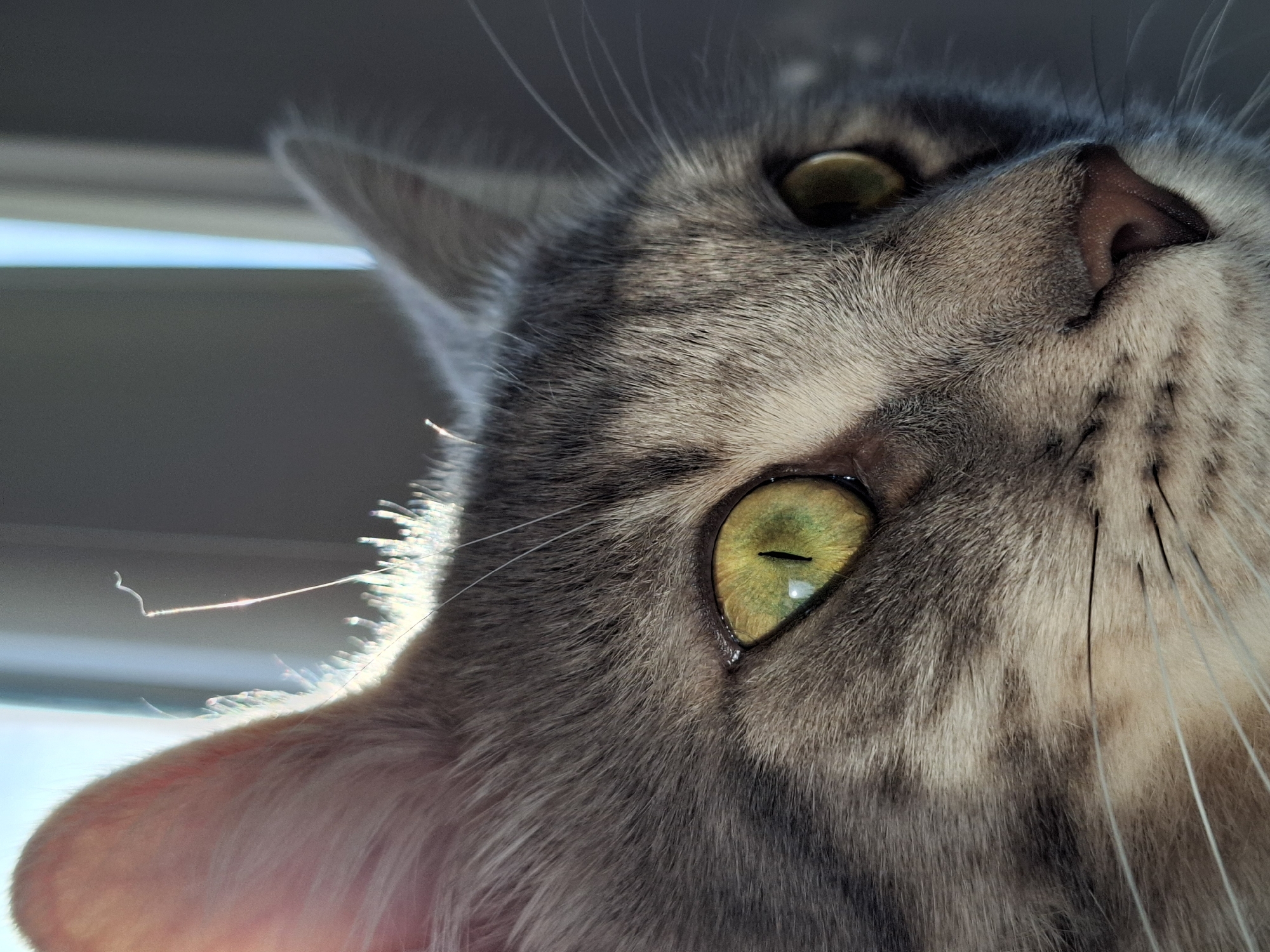A close-up, low-angle shot captures the face of a grey tabby cat. The cat's head is angled upwards, showcasing its nose, eyes, whiskers, and ears. The cat's eyes are green with a black slit. The fur is grey with variations of darker and lighter shades. The cat appears to be indoors, with a window visible in the background, revealing a glimpse of a light blue sky. The exact location within Novi Sad, Serbia, is impossible to determine from the image alone.