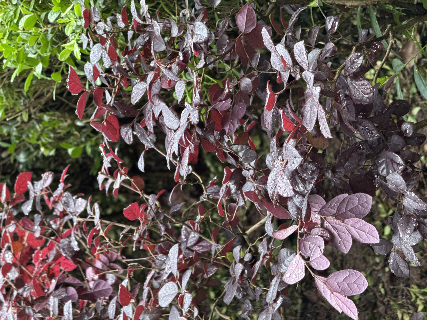 This close-up shot captures a vibrant display of foliage, primarily focusing on a plant with reddish-purple leaves in the foreground and midground. The leaves exhibit a striking range of colors, from bright crimson reds on the left and center to deeper, almost blackish-purple hues on the right, with some lighter, almost lavender-toned leaves visible towards the bottom right. Many of the leaves are adorned with small water droplets, suggesting recent rain or heavy dew. Some leaves also show a silvery or whitish coating, which could be frost, dew, or a natural characteristic of the plant.
In the background, out of focus, dense green foliage is visible, particularly on the left side of the frame, providing a soft contrast to the richly colored leaves in the foreground. The shallow depth of field effectively draws attention to the intricate details and varied textures of the main plant.
There is no specific activity taking place, and no people or man-made objects are visible. The scene appears natural and untouched, possibly captured in a garden or natural setting in Liangjiang, China. The presence of water droplets implies damp weather conditions, such as after a rain shower or during a dewy morning. The diffused lighting suggests an overcast day, early morning, or late afternoon, rather than harsh direct sunlight. No visible text is present in the image.
