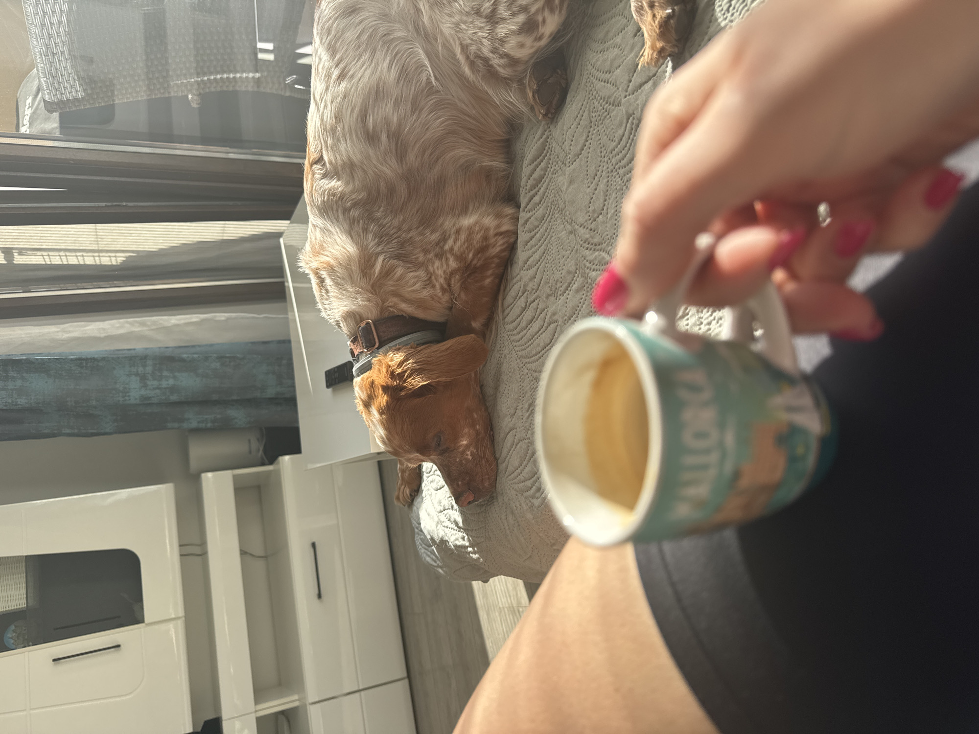 A tan and white Cocker Spaniel dog wearing a brown collar is resting on a gray quilted blanket. A woman’s hand holds a ceramic mug with the word "MALLORCA" printed on it, containing coffee, and the woman is wearing a black garment on her lap. White furniture is visible against a wall in the background. The window to the outside with furniture reflects in the window. The location is likely indoors, based on the light and furnishings. The city and country is not evident from the photograph.