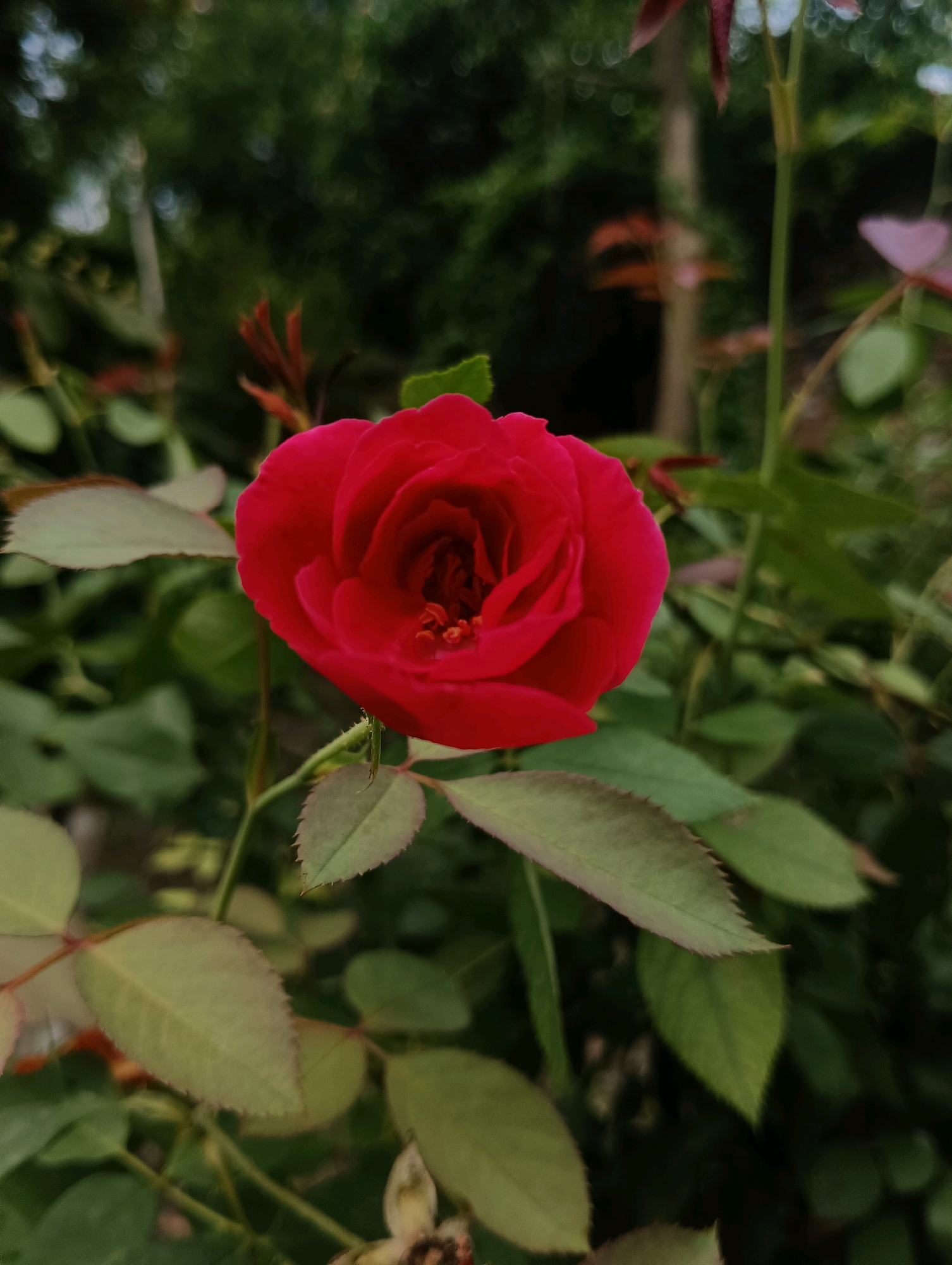 A close-up shot of a vibrant red rose captures its intricate petal formation. The rose is positioned centrally, with its dark red petals tightly furled towards the center, revealing hints of lighter red and orange within. Surrounding the rose are numerous green leaves, some in sharp focus and others blurred into the background, suggesting a garden setting. The environment appears lush and natural, with a soft bokeh effect in the background, indicating a shallow depth of field. The lighting appears soft and natural, highlighting the rich color of the rose. The scene conveys a sense of natural beauty and tranquility.