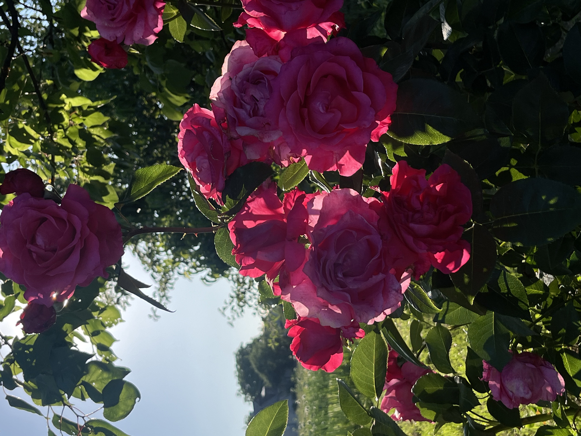 A vertical close-up photograph shows a cluster of pink roses bathed in bright sunlight. The roses are a vibrant pink, with some appearing fully bloomed and others in bud. Their petals are layered and slightly ruffled, catching the light and casting shadows. Lush green leaves surround the flowers, some illuminated by the sun, others in deep shade. In the background, through the foliage and bright sky, hints of greenery and possibly distant trees can be discerned, suggesting an outdoor garden setting. The sun is shining brightly, creating a strong backlight that illuminates the edges of some petals and leaves, and casting a lens flare across the image. The overall mood is one of natural beauty and a warm, sunny day.