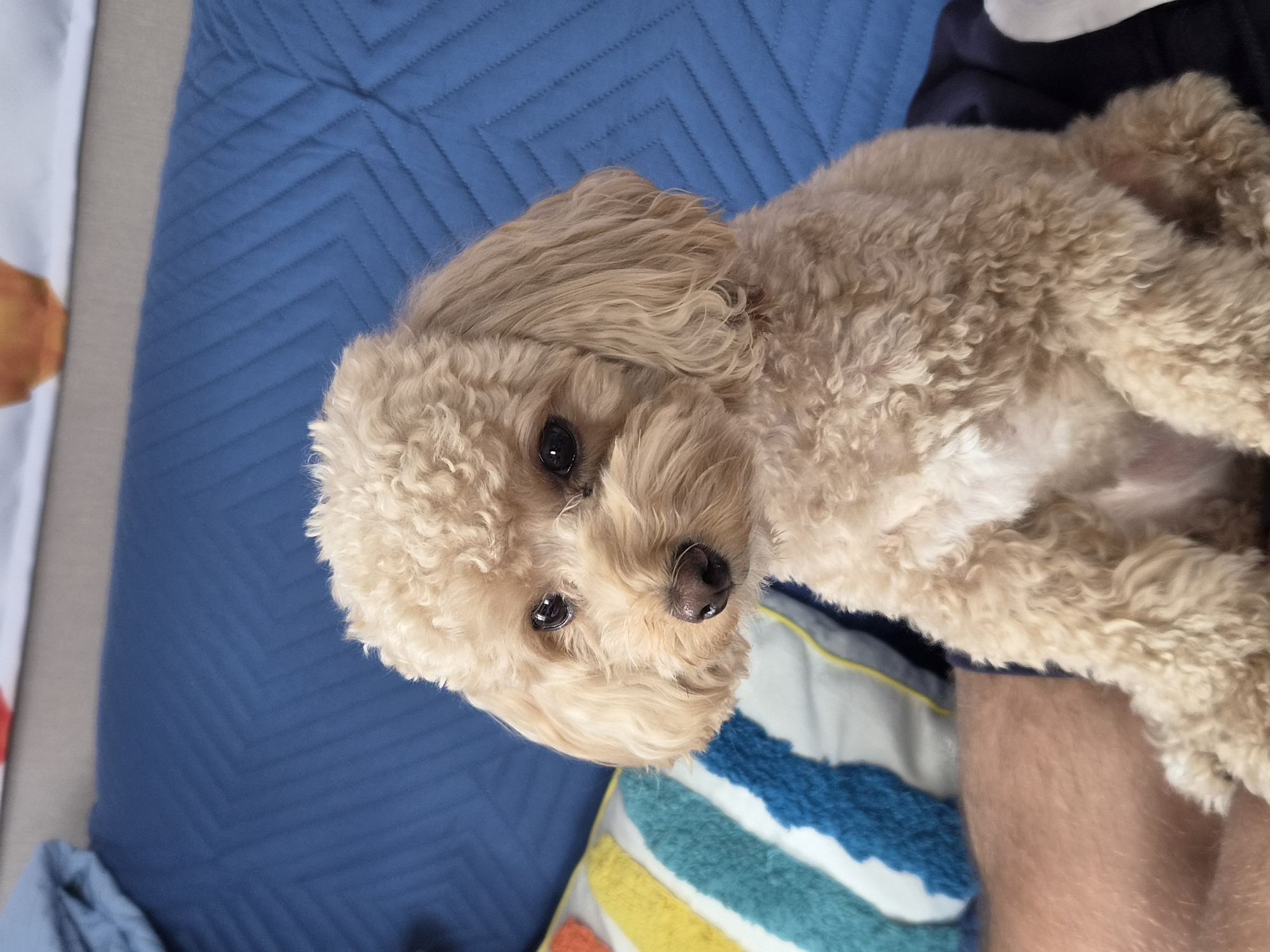 A light brown poodle sits on a blue quilted couch next to a striped pillow. The dog is looking directly at the camera with its head tilted slightly. The couch is in a room with a light gray wall in the background. The scene is well-lit and the focus is on the dog. There is no indication of the location in the city of Vyborg, Russia.