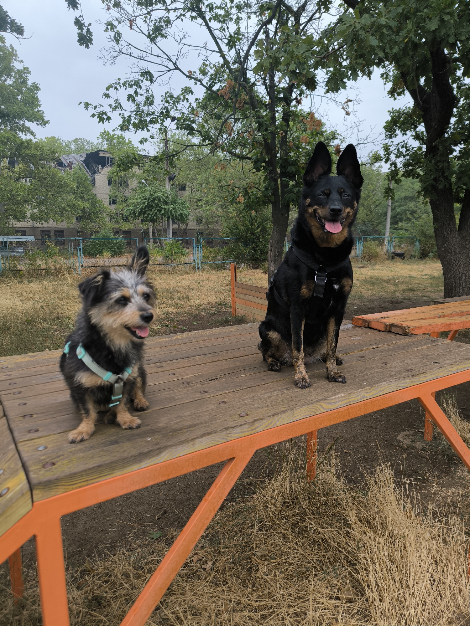 Two dogs are sitting on a wooden table with orange metal legs outdoors, under a cloudy sky. The dog on the left is smaller and scruffy with black, gray, and tan fur, wearing a light blue harness. It is looking to the right with its mouth open and tongue visible. The dog on the right is larger and black with tan markings and large erect ears, wearing a black harness. It is looking forward with its mouth open and tongue hanging out. In the background, there are trees, dry grass, and a damaged building with a partially collapsed roof, consistent with damage from military action. The location is Mykolaiv, Ukraine.