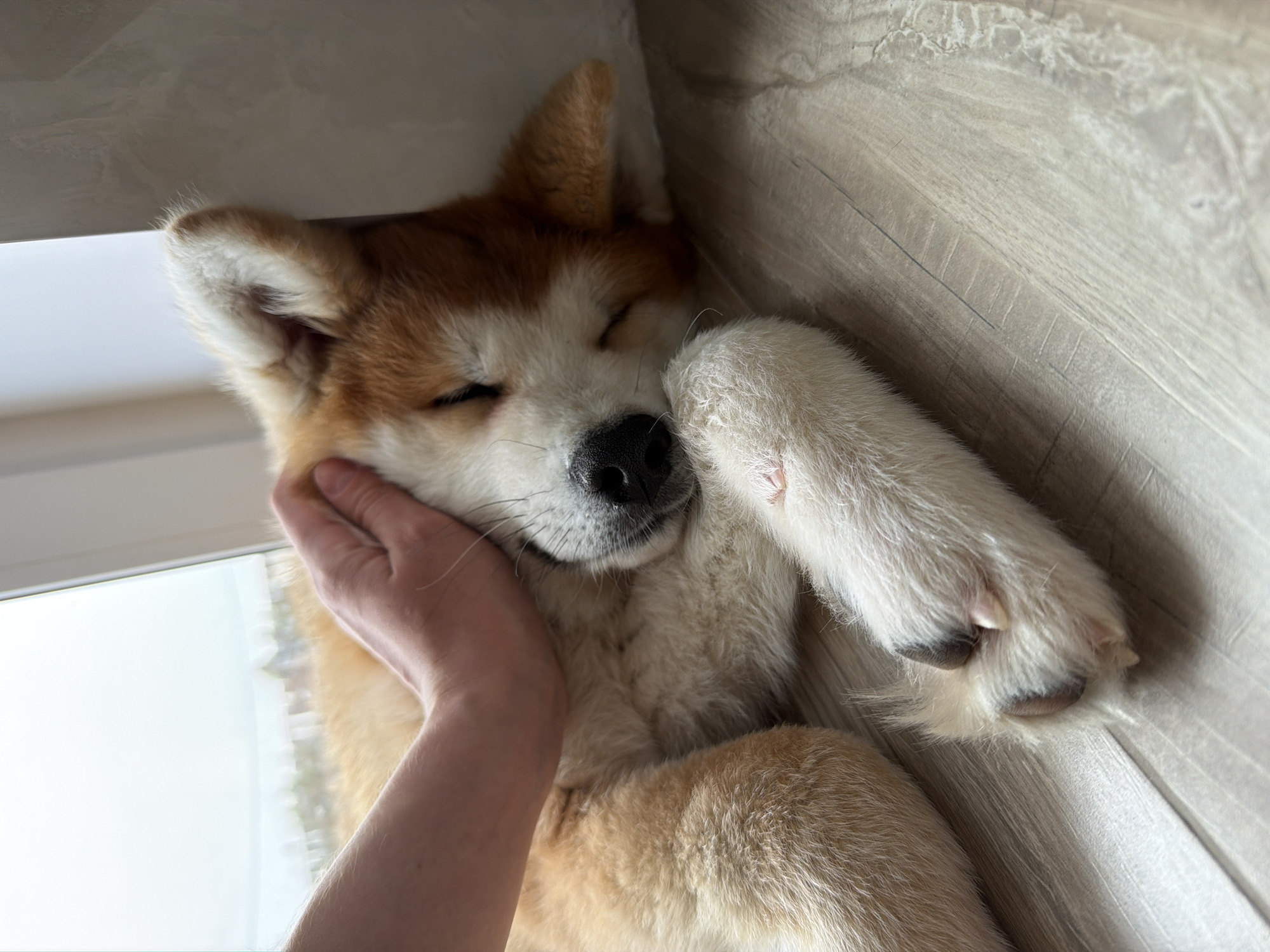In an indoor scene, a light-colored hand gently cups the face of a sleeping or deeply resting dog. The dog, likely an Akita or Shiba Inu, has reddish-brown and white fur, with its eyes closed in a peaceful expression. Its front paw is tucked close to its chest, and its dark nose is visible. The dog appears to be lying against a light, possibly wooden or textured, surface. To the left, a bright window is visible, through which a blurred outdoor scene can be discerned, indicating it is daytime. The soft lighting suggests a calm atmosphere. The image captures a tender moment of connection and comfort between the human and the dog in Chaikovsky, Russia. There is no visible text.