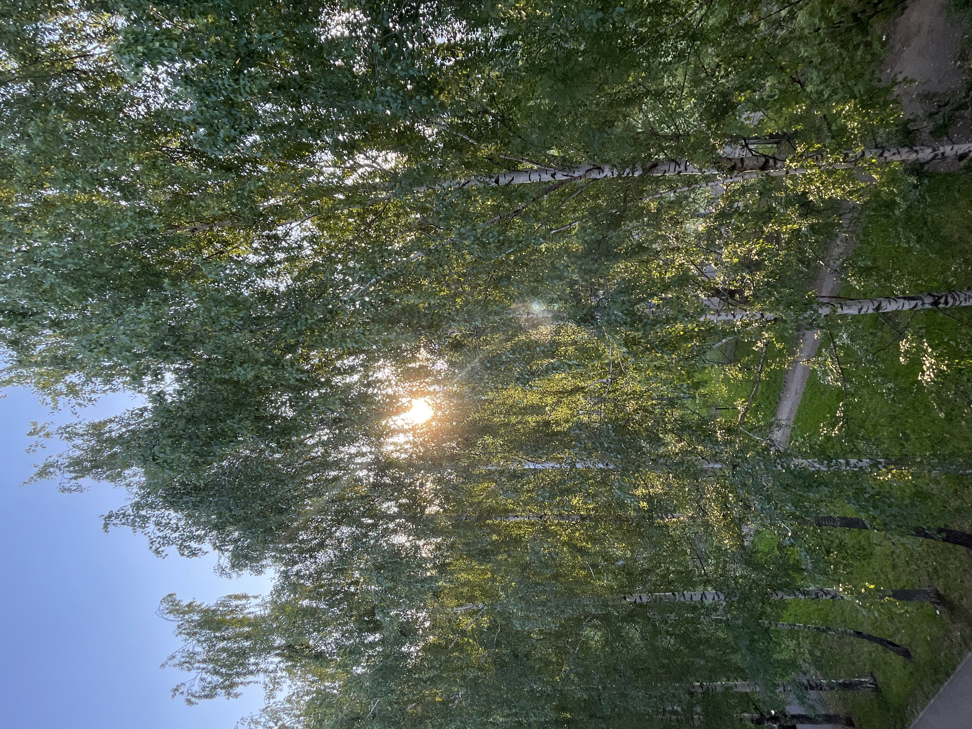The image displays an outdoor scene dominated by a dense canopy of trees, likely birches, with their characteristic white and patterned bark visible on several trunks. The sun, bright and intense, is partially obscured by the foliage, creating a prominent lens flare and filtering light through the leaves, which appear vibrant green with illuminated patches.
When viewed in its natural orientation (rotated 90 degrees counter-clockwise), the trees stand upright, forming an alley or path. A clear blue sky is visible on the left side, hinting at a bright, sunny day. To the right of the trees, a dirt or gravel path winds through grassy areas, extending into the background.
No people or animals are present, and no specific events are taking place; the scene captures a tranquil moment in nature. The bright sun and its angle suggest either early morning or late afternoon. The overall impression is one of natural beauty and peacefulness under clear weather conditions. There is no visible text. Given the location context of Izhevsk, Russia, the birch trees are a fitting natural element.
