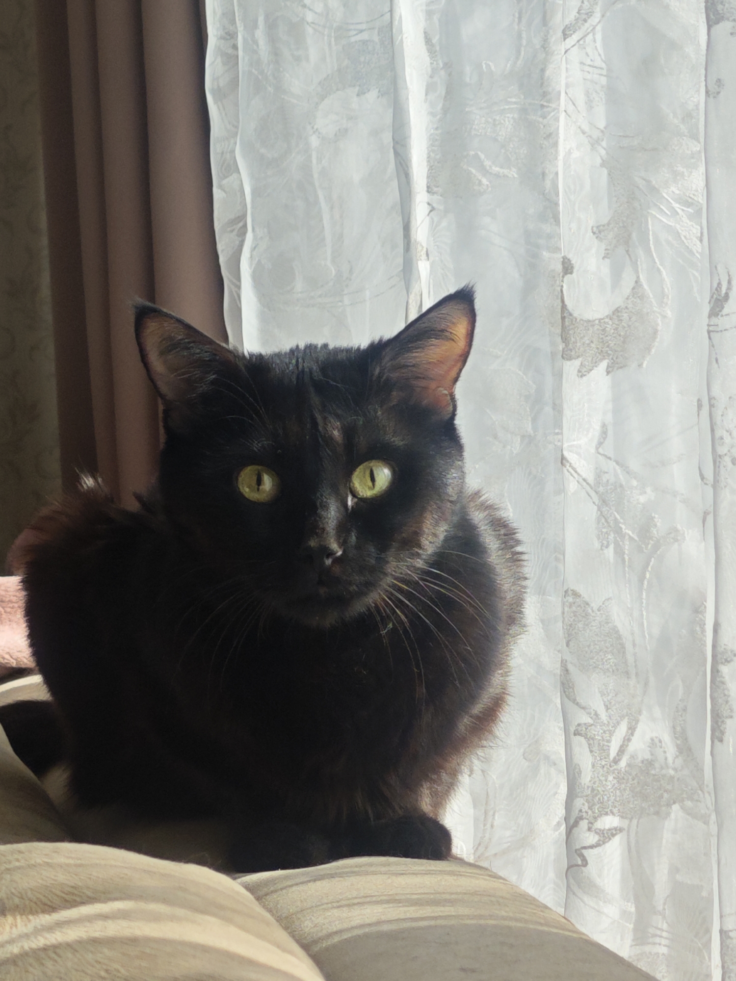 A black cat with yellow eyes sits on a tan fabric surface with a beige pattern, likely a sofa or chair, in front of a window covered with sheer, white curtains featuring a repeating foliage or branch pattern. Behind the sheer curtains are heavier, solid brown curtains. The cat faces the viewer directly. The location is Chaikovsky, Russia.
