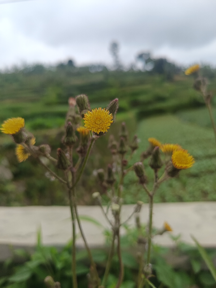 A close-up shows a cluster of bristly oxtongue wildflowers with small, yellow petals. The flowers grow on tall, thin stems amidst green foliage. A hazy green landscape stretches behind the flowers under a cloudy sky. A concrete structure is visible in the immediate foreground. The image suggests a rural or natural environment on an overcast day.