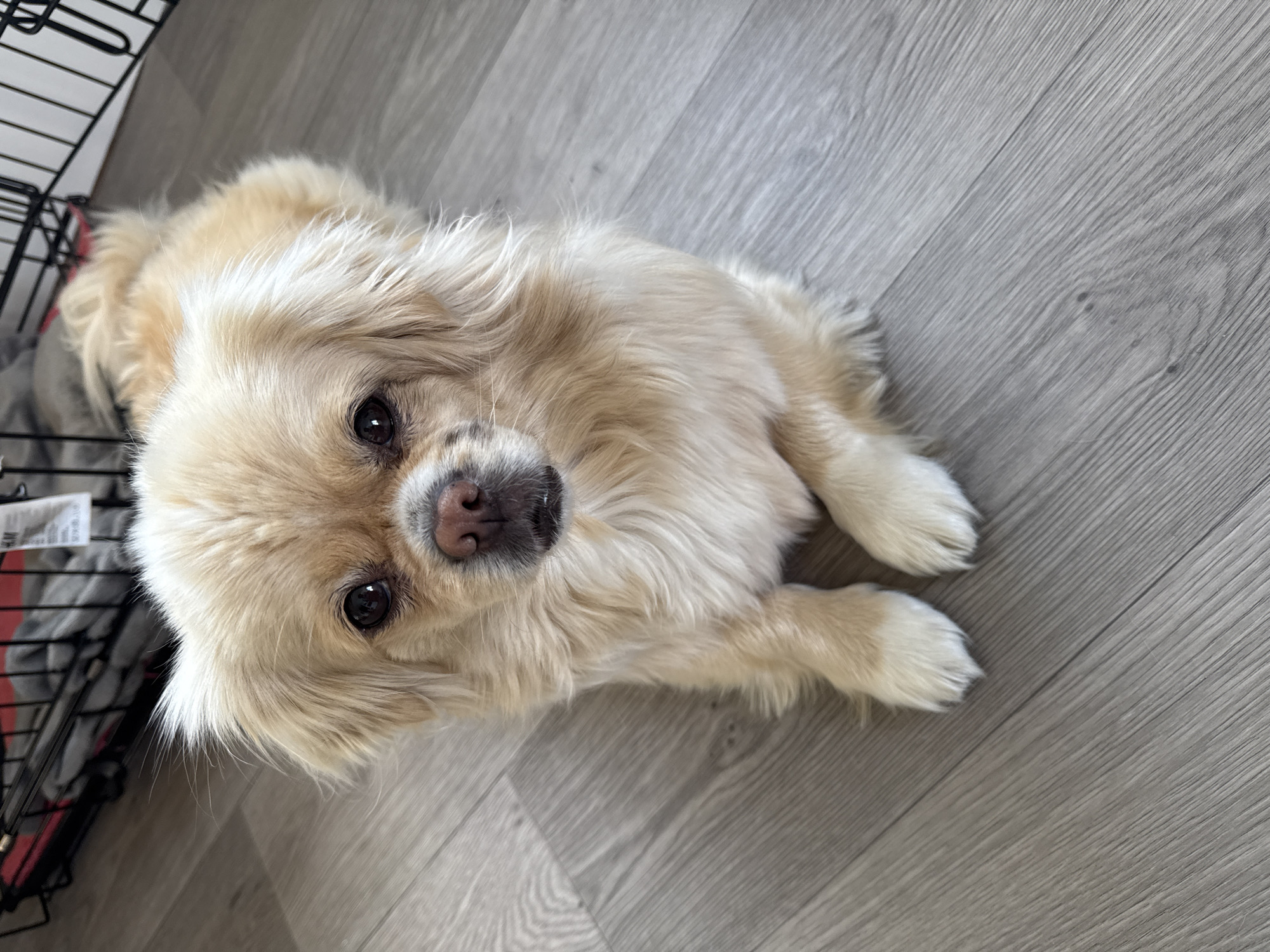 A small, light-colored dog with fluffy fur is lying on a gray wooden floor. The dog's fur is a mixture of cream and light brown. Its eyes are dark brown, and its nose is a reddish-brown. The dog is positioned in the center of the frame, looking directly at the camera. In the background, a black metal dog crate is visible, containing some gray fabric. The lighting suggests an indoor setting. The image does not provide any information or visual cues that can be used to determine its location in Harstad, Norway.