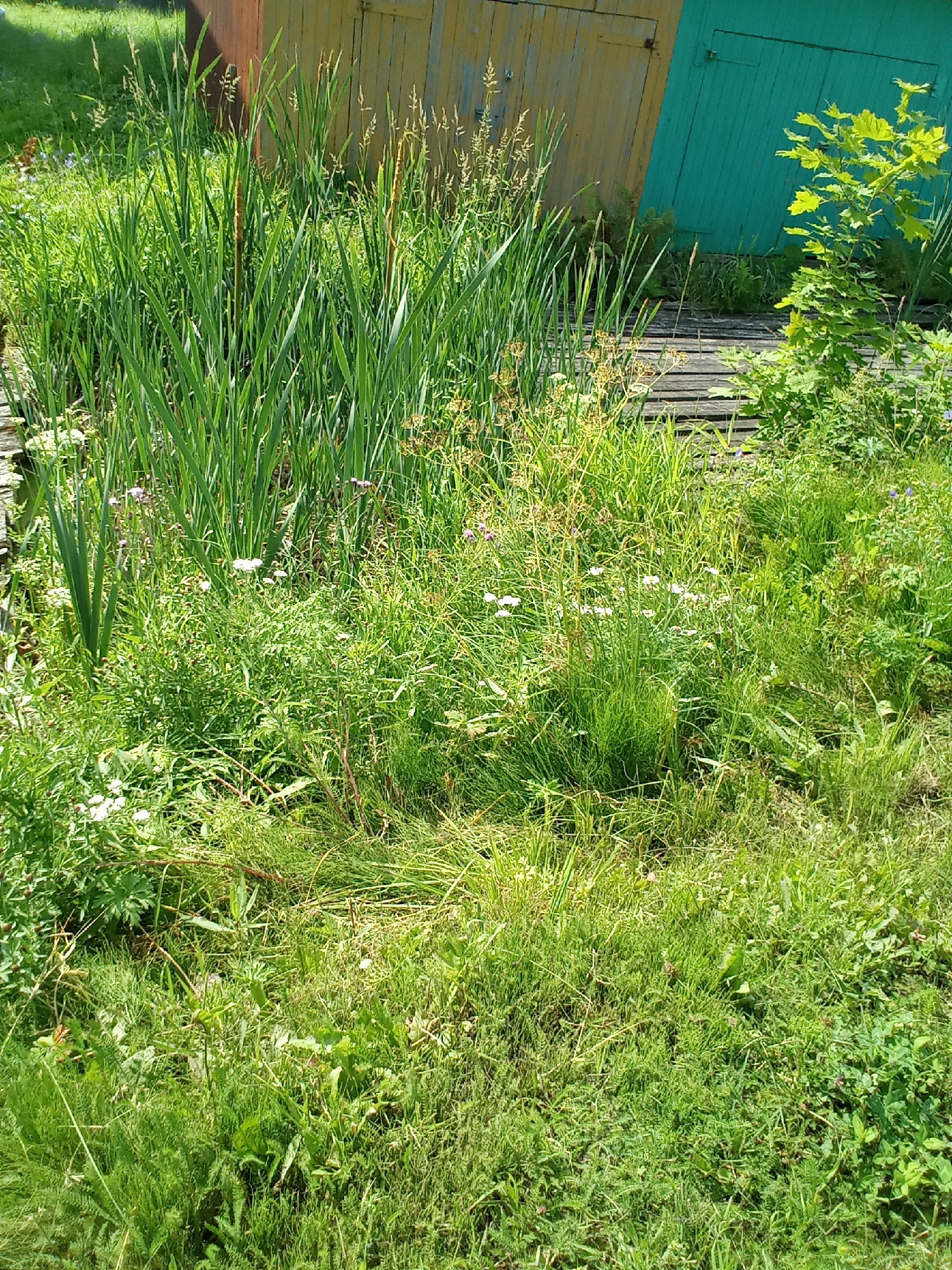 The image depicts a lush green landscape with tall reeds and various wild grasses and small flowers. A weathered wooden walkway is visible, leading towards a building with partially painted doors. One door is a light yellow, and the other is a teal color. A small leafy green tree grows to the right of the walkway. The scene appears to be in a natural, somewhat unkempt setting, possibly a yard or a lakeside area. The lighting suggests it is daytime, with the sun casting shadows and highlighting the vibrant green foliage. No people or animals are present in the image. The location is identified as Belozersk, Russia.