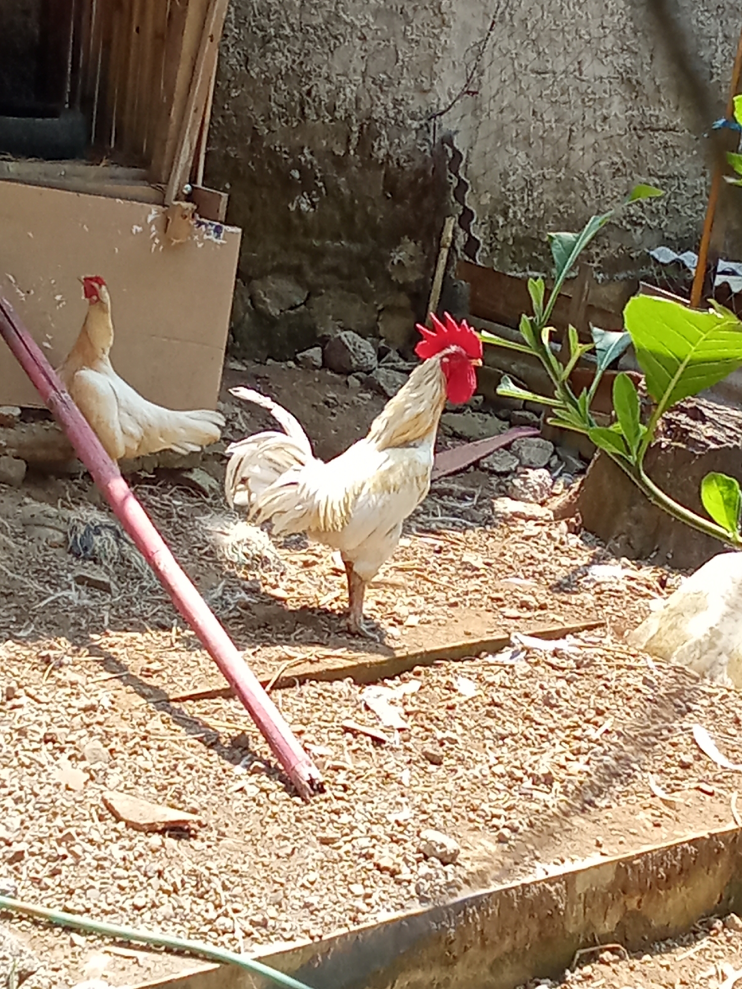 The image depicts an outdoor scene in Subang, Indonesia, likely a rural or backyard setting. Two roosters are the primary subjects. The rooster in the foreground is a light cream or white color with a bright red comb and wattles. It is standing, facing left with its tail feathers fanned out. The second rooster, to the left and further back, is also a light color and appears to be pecking at the ground.
The environment is arid and dusty, with a ground covered in small pebbles and dried organic matter. To the left, there is a wooden structure, possibly a coop or shed, with a light-colored panel visible. A reddish-pink pole, angled from the foreground towards the left, is a prominent object in the scene. In the background, a rough, textured wall, likely made of stone or concrete, forms a backdrop. Green foliage is visible on the right side of the image, with large leaves suggesting tropical plants. Sunlight creates shadows, indicating it is daytime. The overall impression is of a simple, functional farm or domestic animal enclosure.