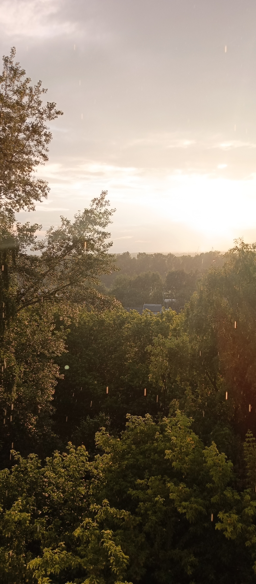 The image captures a view of trees and the sky, with indications of falling rain. The sky is bright with some clouds, suggesting either sunrise or sunset, and the sun appears to be setting on the horizon, casting a warm glow. The trees are lush and green, forming a dense canopy in the foreground and middle ground. Streaks of light, likely raindrops catching the sunlight, are visible throughout the scene. The overall impression is of a natural landscape within a city, possibly on the outskirts of Chaikovsky, Russia, given the presence of buildings in the distance obscured by trees and the characteristic foliage of the region. There are no people or specific actions depicted in the image.