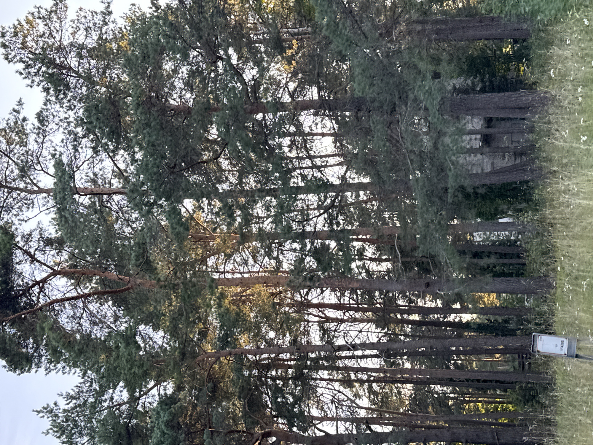 The image depicts a dense forest of tall pine trees with a rustic, possibly abandoned building visible through the trees in the background. The lighting suggests it is late afternoon or early evening, with sunlight filtering through the canopy. In the foreground, there is a patch of tall grass with small white flowers and a grey signpost. The overall scene is natural and somewhat overgrown, with a hint of an abandoned or forgotten place. The building appears to be made of stone or brick and has a weathered appearance.