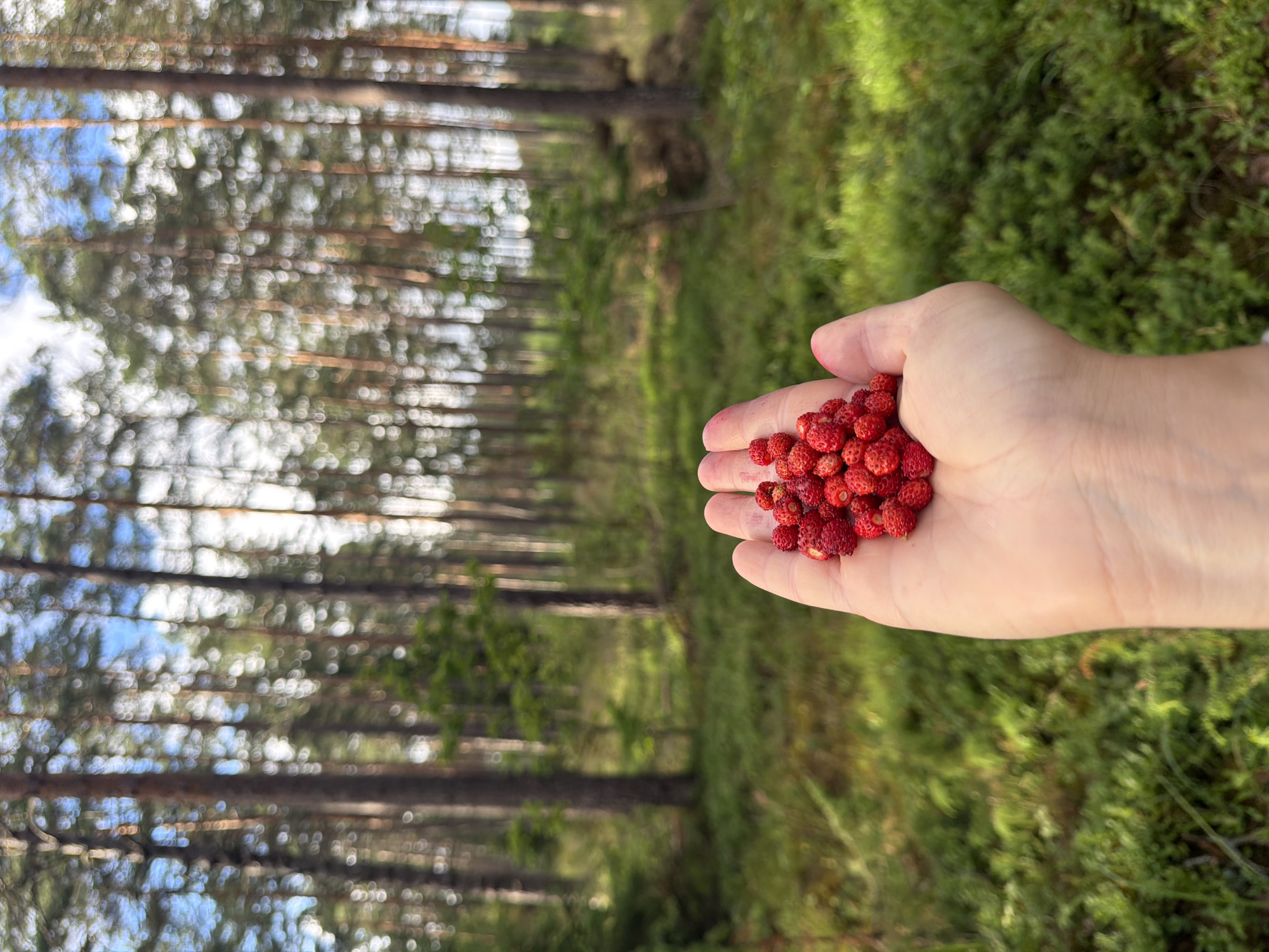 A person's left hand holds a pile of wild strawberries in the foreground, positioned in the lower center of the frame. The hand is open, palm up, and the strawberries are clustered on it. The background is a blurred forest scene with tall, slender trees and green undergrowth. The lighting suggests it is daytime, with sunlight filtering through the trees. The location is specified as the city of Mucenieki, Latvia.