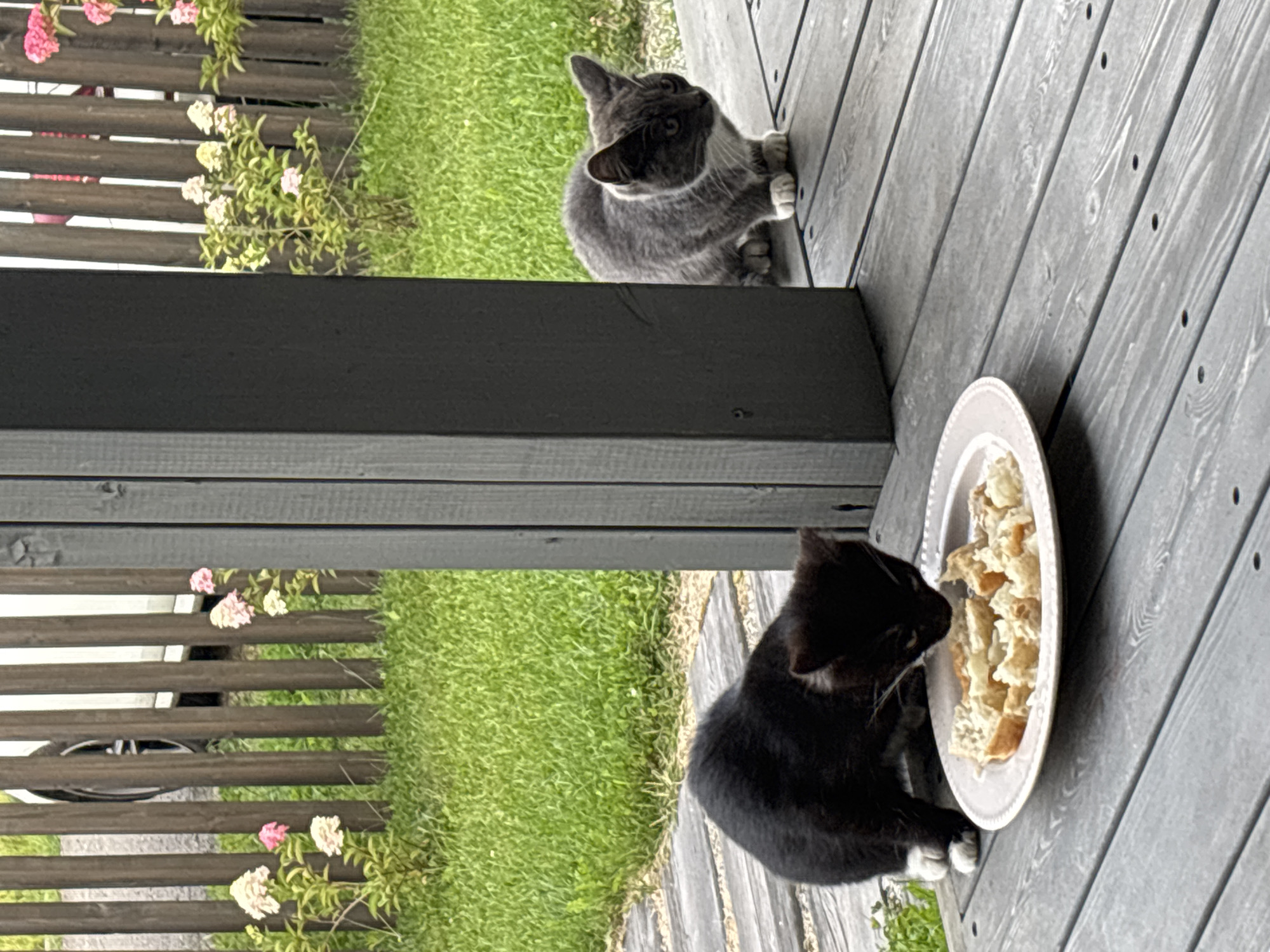 Two domestic cats, one black with white paws and chest, the other grey with white paws and chest, are present on a grey wooden porch. The black cat is positioned to the left, lowering its head to eat from a plate of food, which appears to be bread pieces. The grey cat is to the right, sitting and observing. Behind the porch, a green lawn with scattered pink and white flowers and a wooden fence are visible. A white car is partially visible behind the fence. The scene is set in Zvenigorod, Russia.