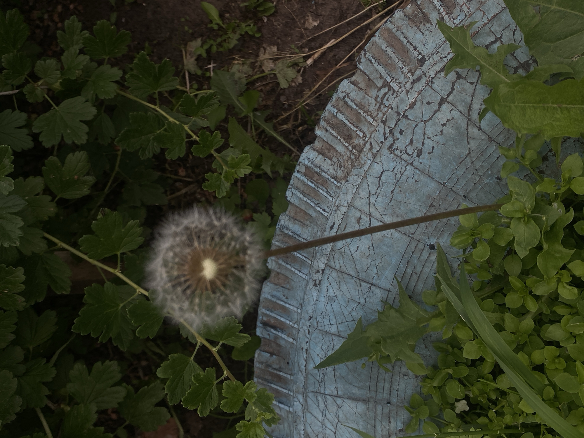 The image shows a close-up of a dandelion seed head in soft focus, positioned slightly to the left of center, against a backdrop of dark green foliage and brown soil. In the foreground, a portion of a weathered, cracked blue object, possibly an old tire rim or planter, with a ridged edge, is visible. Green leafy plants and grass are growing around and on the blue object. The scene appears to be outdoors, likely in a garden or natural area, given the presence of plants and soil. The lighting is dim, suggesting it might be evening or a heavily shaded area. There are no people or animals visible in the image.