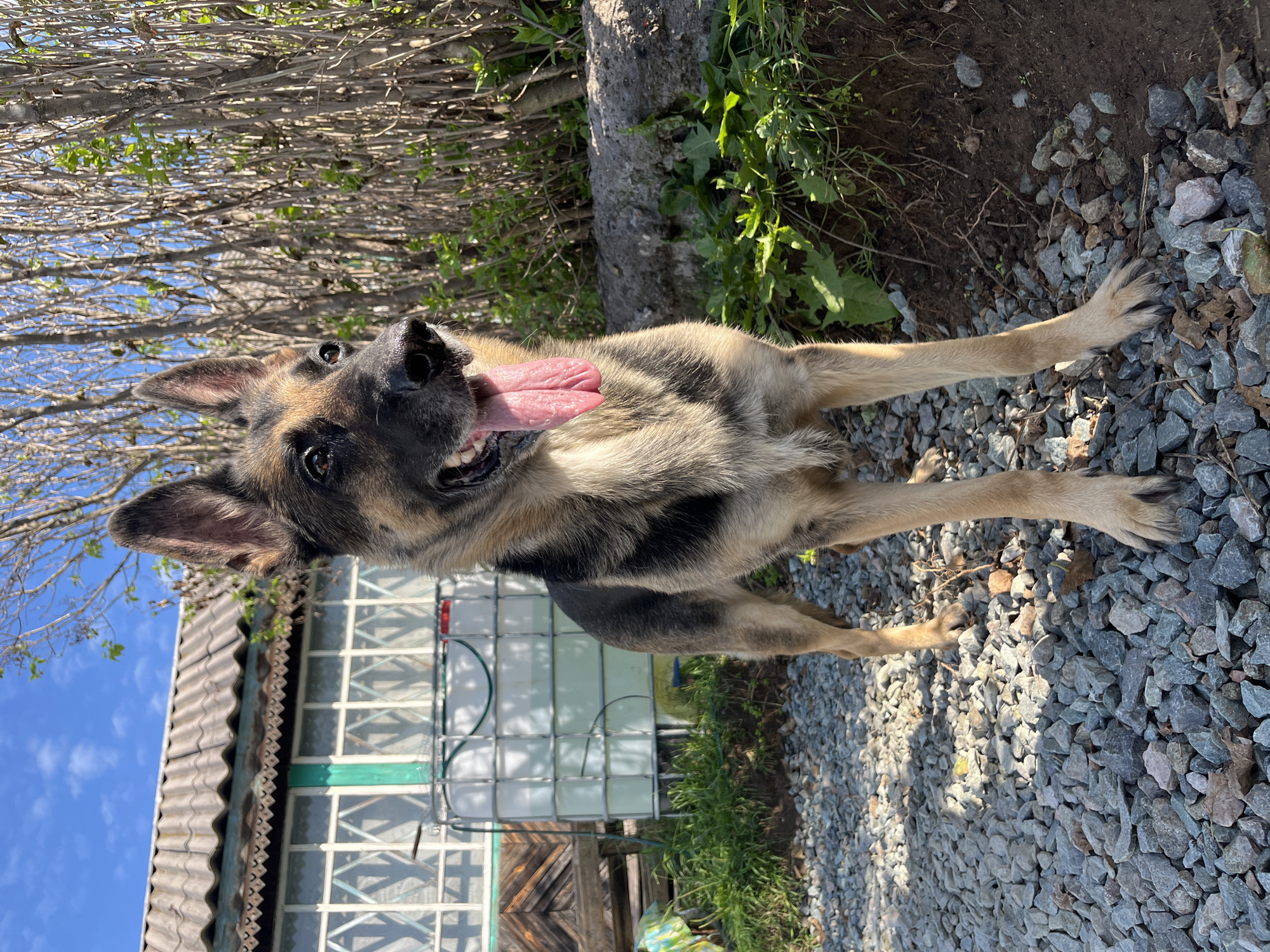 A German Shepherd dog stands outdoors on a gravel surface. The dog is facing forward, with its tongue hanging out, and appears to be panting. Behind the dog, a weathered building with a corrugated roof and windows is visible. To the right of the building, a dense cluster of thin, bare branches creates a visual barrier. The ground is covered in a mix of gravel and dirt, with some patches of green vegetation. The sky is blue with a few scattered clouds. The overall setting suggests a rural or semi-rural environment, potentially a backyard or a derelict property.