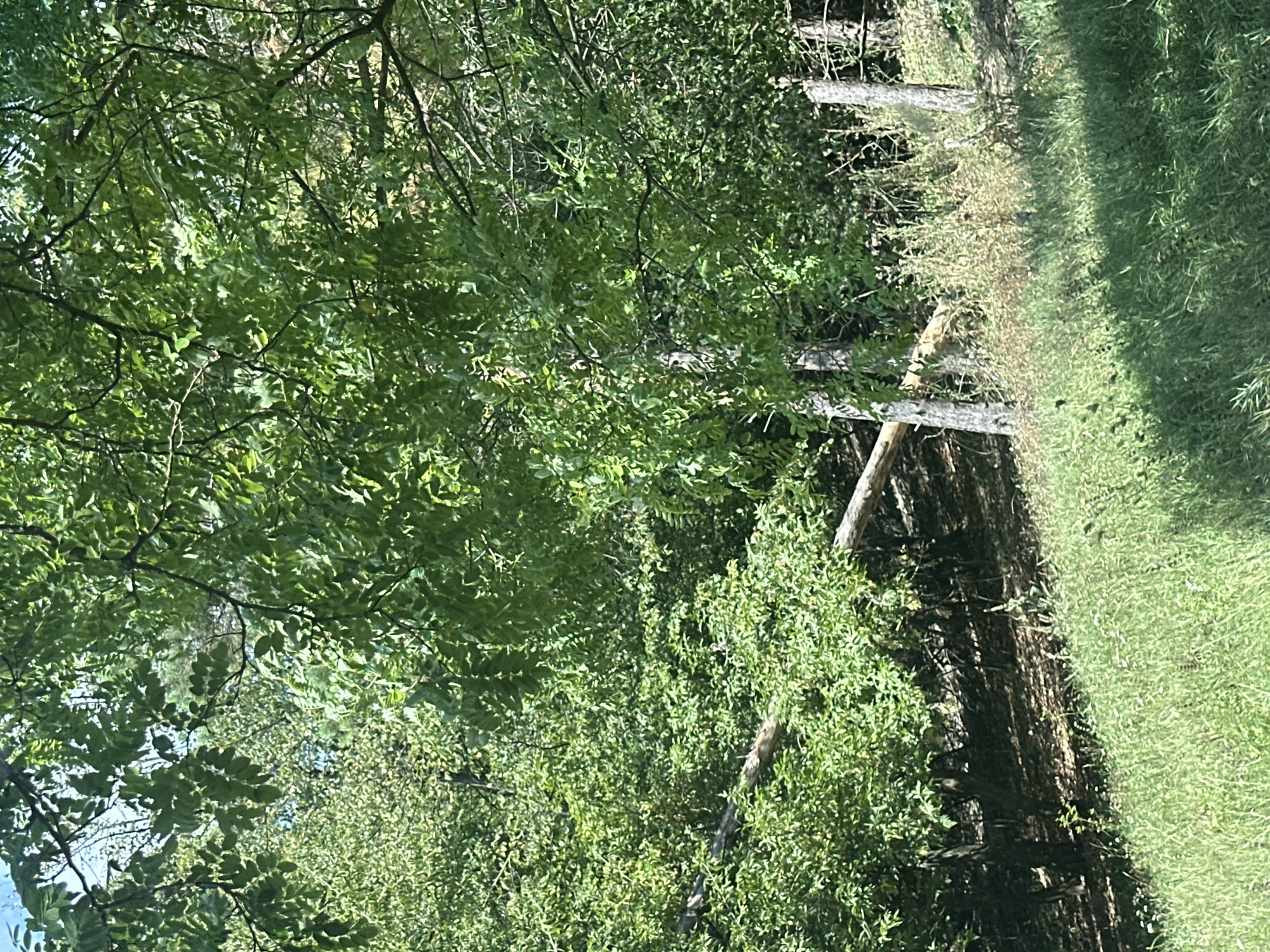 The image depicts a sunlit, overgrown area with dense green foliage, suggesting a natural or semi-wild environment. Tall trees with abundant leaves dominate the scene, with some branches reaching into the sky. A fallen tree trunk lies horizontally across the middle ground, supported by vegetation and possibly part of a broken fence. Two fence posts are visible on the right side of the image, indicating a boundary or enclosure. The ground in the foreground is covered in lush green grass and smaller plants, some of which appear dry or withered. The overall impression is one of a neglected or wild landscape, possibly on the outskirts of a rural settlement. There are no people or animals visible in the image. The location in the city of Makiv, Ukraine, is not explicitly indicated by any visible landmarks or signage within the image itself.