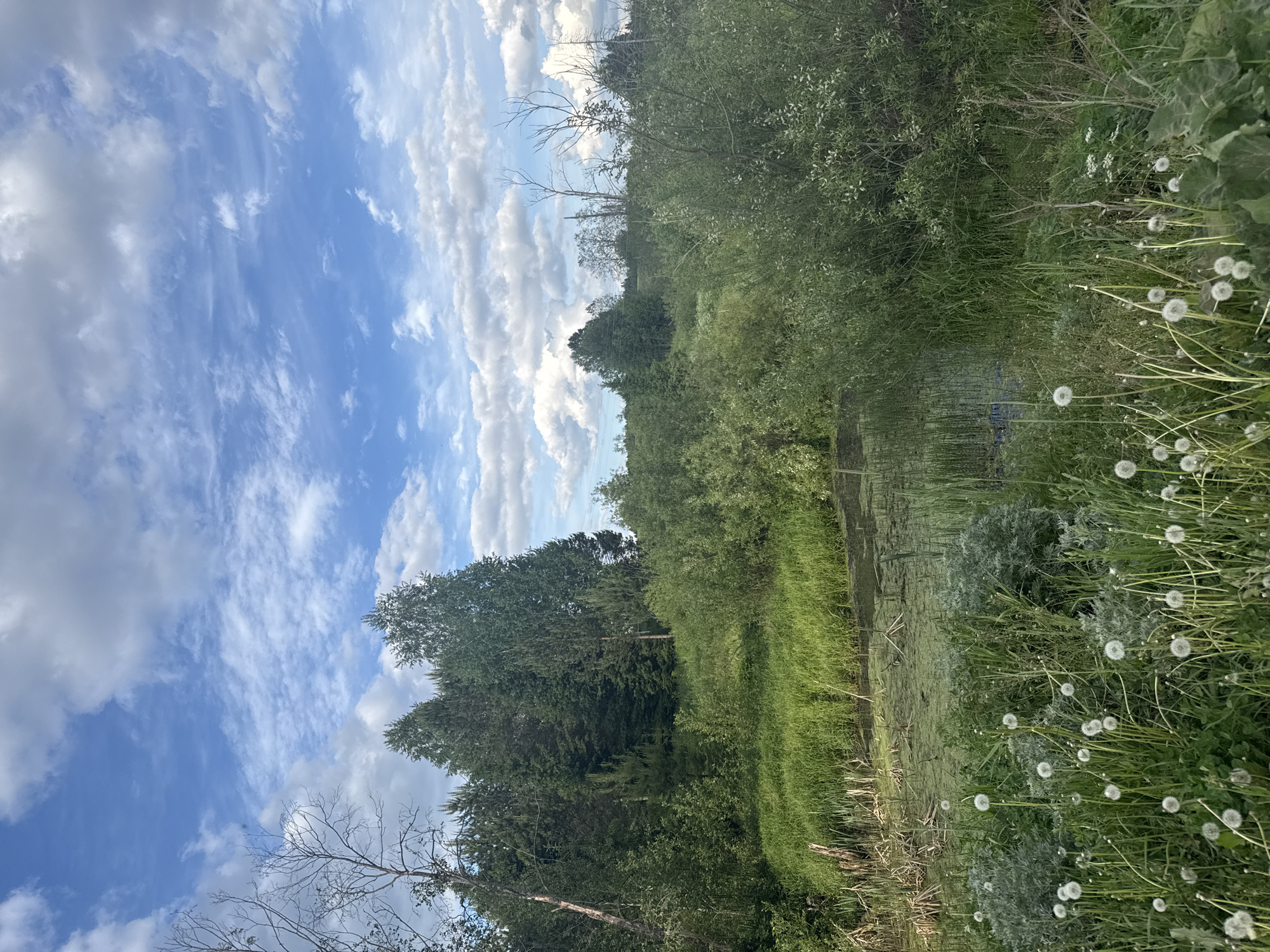 The image depicts a landscape scene, possibly a river or pond surrounded by dense green vegetation. The sky occupies the upper portion of the frame, featuring a mix of blue sky and scattered white clouds. Lush green trees and bushes line the edges of the water. In the foreground, there are tall grasses and white, fluffy dandelions. No people are visible in the scene. The specific location within Batmany, Russia, cannot be determined based solely on the image.