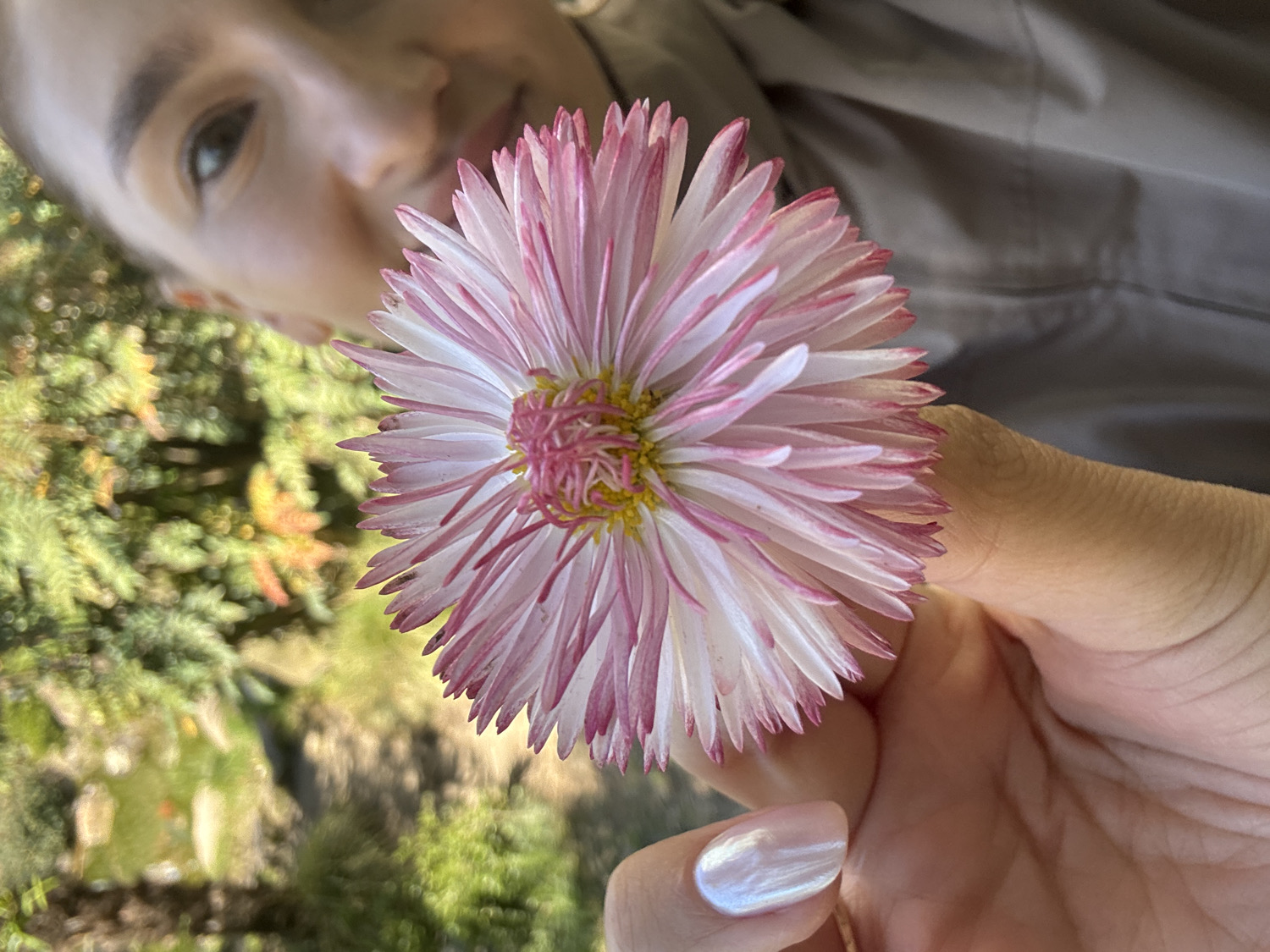 The image, originally captured vertically, features a vibrant pink and white flower held in a hand in the foreground, with a person's blurred face and lush outdoor foliage in the background.
**Subjects:** The central subject is a beautiful, full-petaled flower, likely an English Daisy (Bellis perennis) or a similar aster variety. Its numerous slender petals are predominantly white, gradually transitioning to a striking magenta or deep pink at their tips. The flower's dense center is a mix of yellow and light green. It is gently held by a hand, which has neatly manicured fingernails painted with a shimmering, pearlescent light pink or white polish. In the upper left background, blurred and out of focus, is a person's face, showing their right eye, eyebrow, and part of their nose, suggesting they are looking down towards the flower. A light brown or beige fabric, likely part of an article of clothing, is visible behind the hand on the right side.
**Scene/Setting:** The background is heavily blurred but clearly depicts an outdoor natural environment filled with green foliage, such as trees and bushes. This setting, consistent with the provided location context of Sochi, Russia, suggests a garden, park, or natural landscape.
**Activity or Event:** The scene captures a moment of quiet appreciation or gentle interaction with nature. The hand is presenting or holding the flower, and the partially visible person in the background seems to be observing it.
**Notable Details:** The lighting is bright and natural, indicating it is daytime. The extensive use of soft focus in the background creates a shallow depth of field, drawing attention to the intricate details of the flower and the hand. No visible text is present in the image. The overall mood conveyed is one of tranquility and natural beauty.