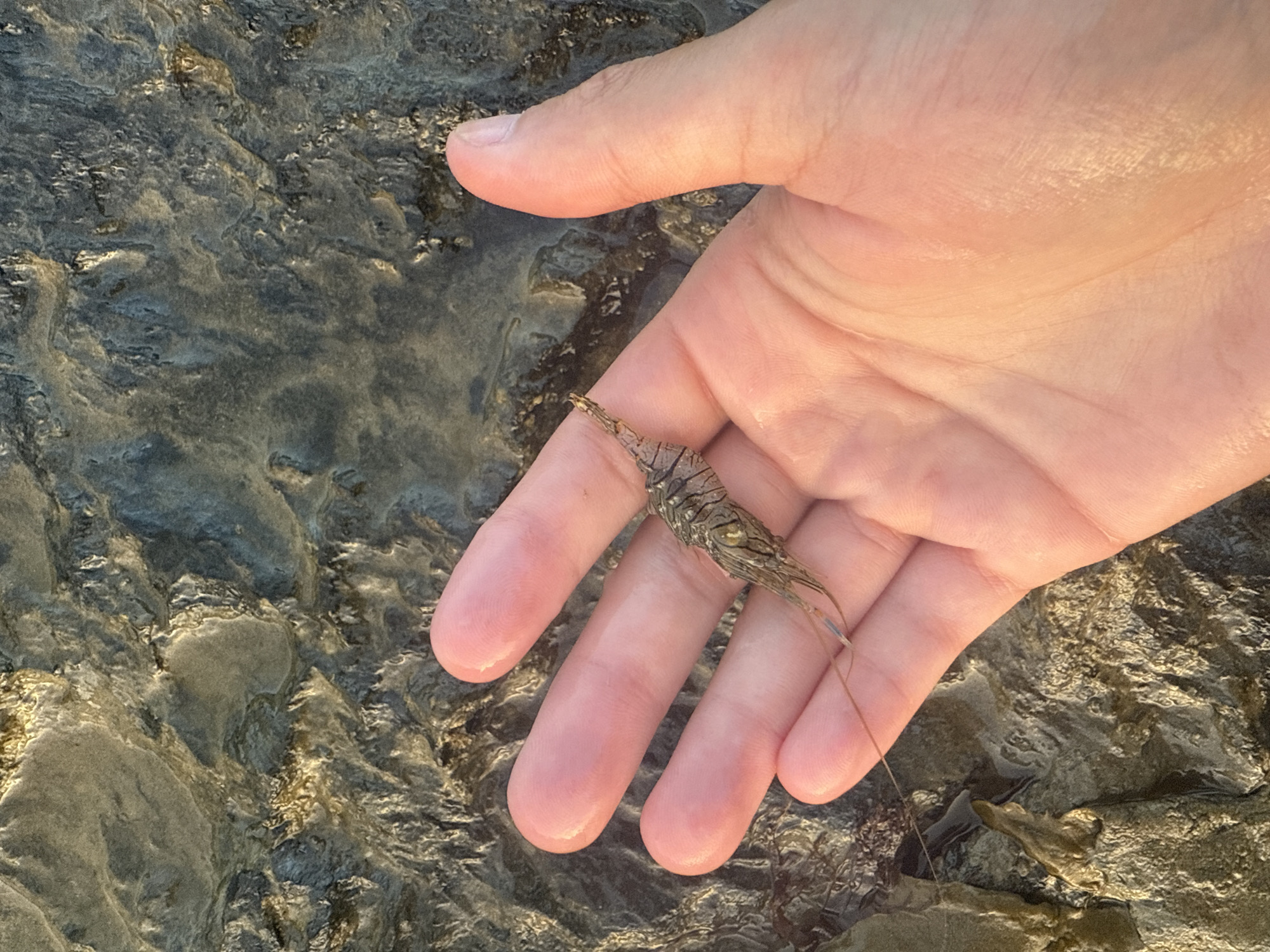 A hand holds a small shrimp or prawn, its translucent body detailed with dark markings. The shrimp rests on the palm and fingers of the hand, which is cupped to contain it. The background is a close-up of a textured, rocky surface, possibly a tide pool or shallow water environment. The rocks are dark gray and brown with highlights from sunlight. The scene appears to be outdoors, likely during the daytime given the lighting. The overall impression is one of interaction with nature, possibly a moment of observation or collection of marine life.