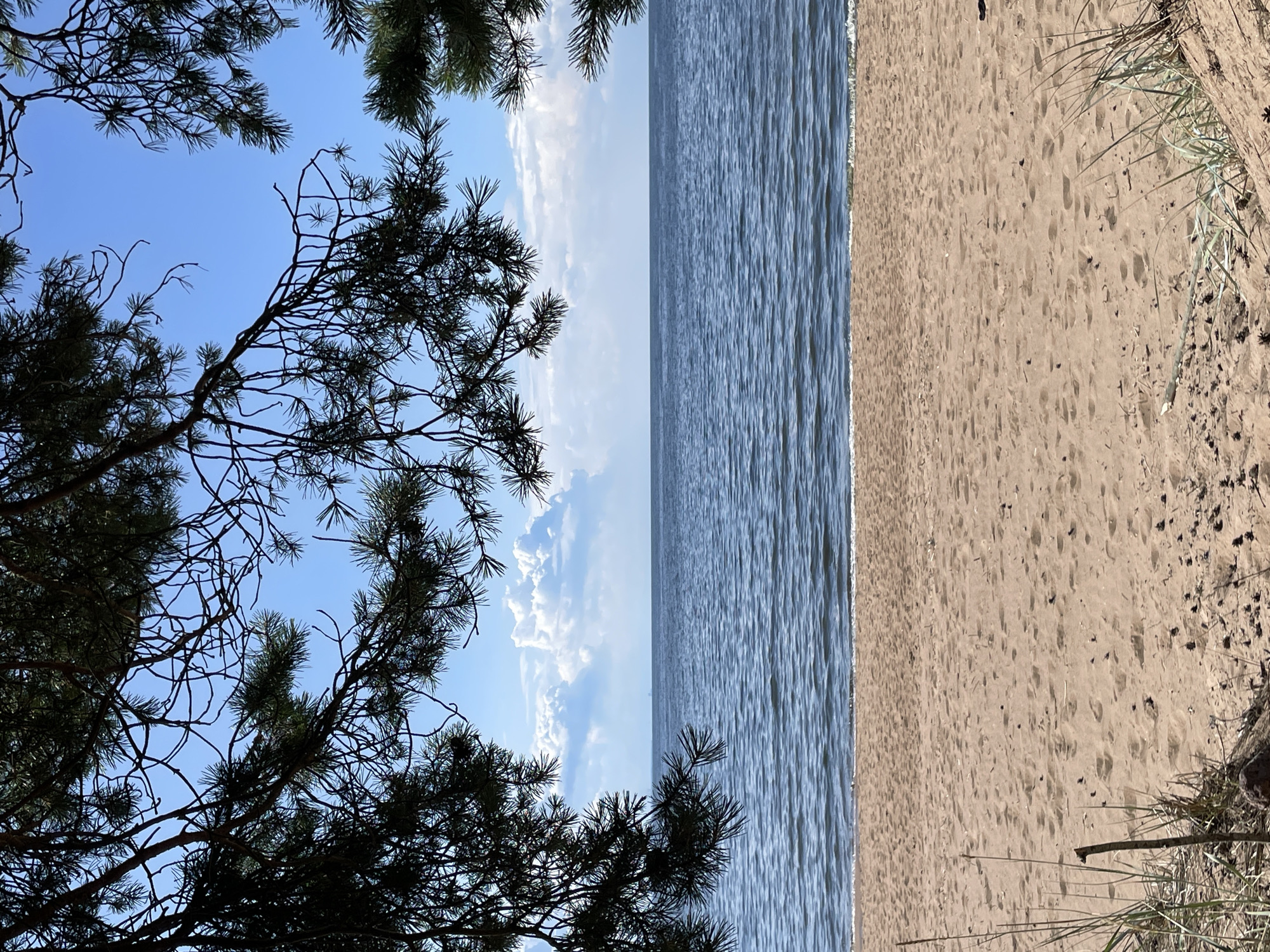 The image shows a view of a sandy beach and the sea, framed by pine branches. In the foreground, the sandy beach is covered in footprints and small debris like pinecones and twigs. Some sparse, dry grass grows on the left side of the beach. The sea is calm with gentle ripples, and the horizon is visible in the distance, meeting a partly cloudy sky. The pine branches, dark green and silhouetted, hang from the top of the frame, creating a natural border and adding depth to the scene. The light suggests it is daytime, likely a sunny day. The location is the shore of the Gulf of Finland in Zelenaya Roshcha, Russia.