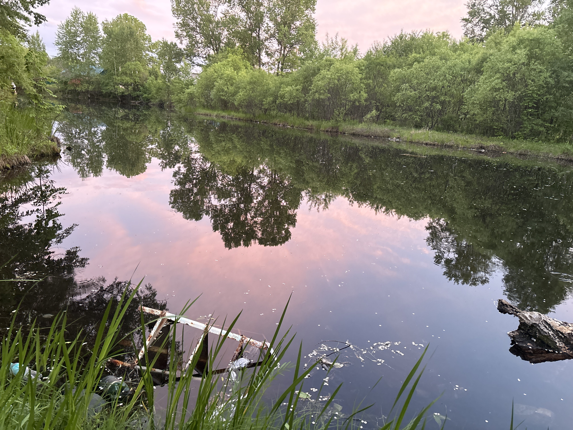 This image captures a serene waterscape at what appears to be dawn or dusk, evidenced by the soft pink and purple hues in the sky, which are beautifully reflected on the calm water's surface. The scene is dominated by a body of water, possibly a river or a large pond, flanked by lush green banks densely covered with trees and shrubs. The trees' foliage, ranging from light to dark green, casts clear reflections into the water, creating a mirrored image below the surface.
In the foreground on the left, tall green grass borders the water. Partially submerged within the water near the left bank is a rusted, metallic structure, possibly a chair frame or a discarded piece of equipment. Nearby, some litter, including a plastic bottle and a dark, tire-like object, is visible. On the right side of the foreground, a piece of driftwood or a log floats partially in the water. Small white specks, possibly flower petals or seeds, are scattered across the water's surface, particularly in the middle and right sections.
The background features a continuous line of trees and bushes along the far bank, with hints of human habitation, such as a roof, subtly visible through the dense foliage on the left side. The water is largely still, allowing for crisp reflections of the sky and trees. There are no people visible, and no specific activities are taking place beyond the natural state of the environment, albeit with some human impact through discarded items. The overall mood is tranquil, with a somewhat melancholic undertone due to the presence of litter. No visible text is present in the image.