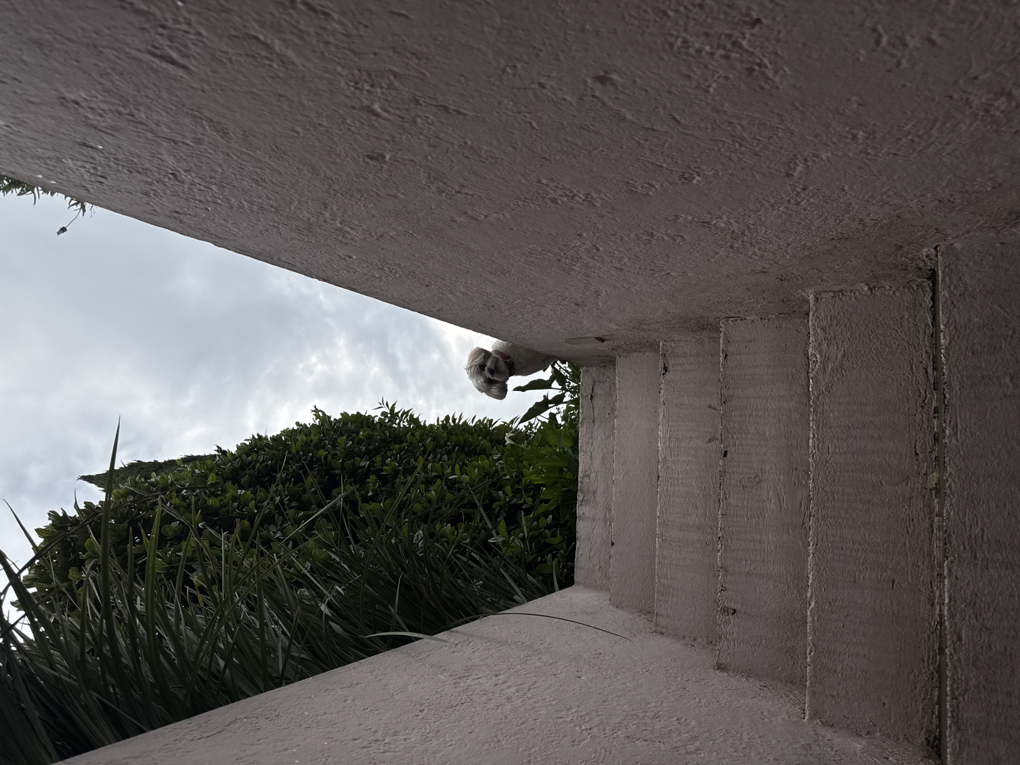 A low-angle shot of the corner of a gray concrete structure, possibly a building or retaining wall, with lush green foliage and a cloudy sky in the background. A small, white dog with long hair peeks out from behind the corner. The location is Mexico City, Mexico.