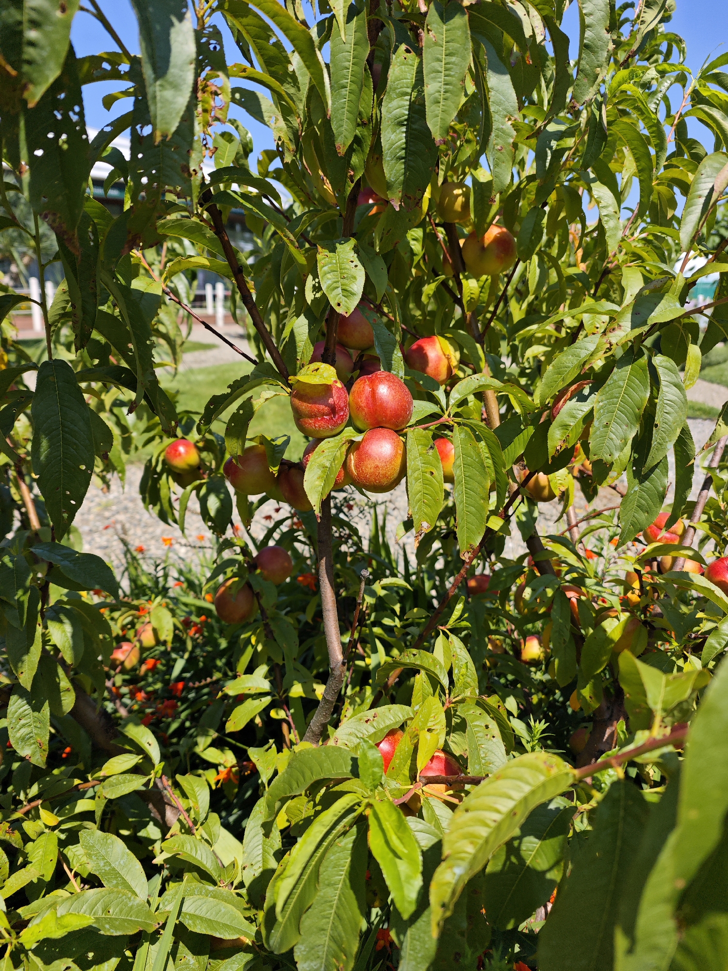 A close-up shot captures a fruit tree laden with ripe nectarines. The fruits, predominantly red with hints of yellow and orange, hang in clusters amidst lush green leaves, some of which show signs of insect damage with small holes. The branches of the tree are a mix of brown and green. In the background, out of focus, a paved path and green grass are visible, suggesting an outdoor setting. The bright sunlight illuminates the scene, casting dappled shadows. The image does not contain any people. This scene is likely found in a garden or orchard in Sochi, Russia, a city known for its subtropical climate which supports fruit cultivation.