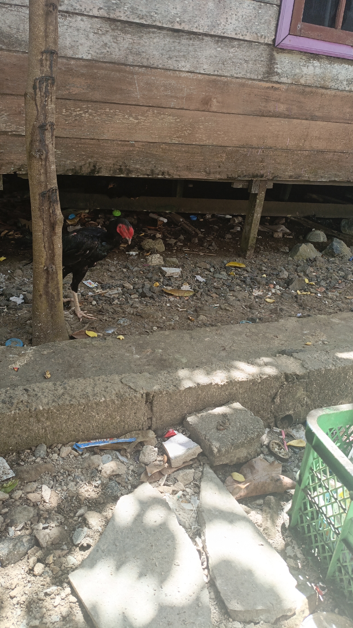 Two roosters are visible in the foreground of the image, standing near the base of a wooden structure. The structure appears to be a weathered wooden building with horizontal planks. The ground is a mixture of dirt, small rocks, and scattered debris, including plastic waste. A concrete ledge runs across the middle ground, separating the area where the roosters are from the foreground. A portion of a green plastic basket is visible on the right side of the frame, also filled with debris. The environment suggests an outdoor, possibly rural or semi-urban, setting, given the presence of the roosters and the type of building. The overall impression is one of an unkempt or neglected area.