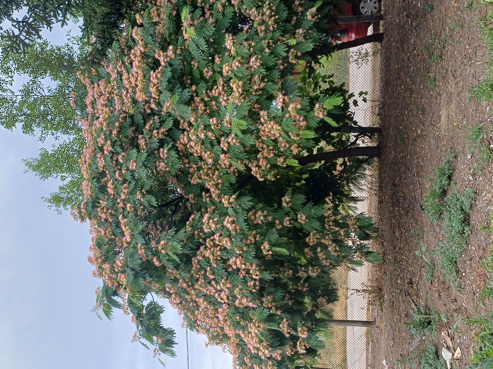A tall tree with delicate pinkish-white flowers and feathery green leaves dominates the frame, set against a pale, overcast sky. The tree's branches are laden with clusters of these fuzzy blossoms, creating a soft, ethereal appearance. To the right of the tree, a chain-link fence runs vertically, separating the natural element from a dry, dusty ground covered with fallen leaves and sparse green vegetation. Beyond the fence, a paved surface is visible, and further back, the rear of a red car with a silver hubcap can be seen. The scene appears to be set outdoors, possibly in a yard or along a roadside, with the lighting suggesting it is daytime. The overall mood is tranquil, emphasizing the beauty of the flowering tree. No visible text is present in the image.