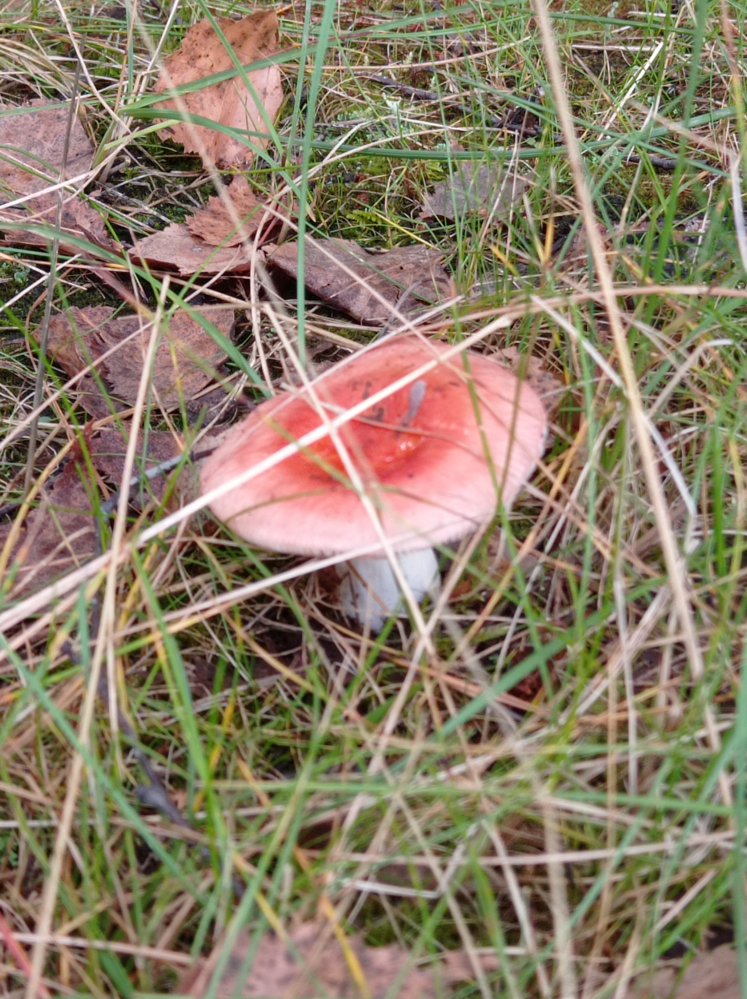 A single, small mushroom with a pinkish-red cap and a white stem is visible in the lower center of the frame, partially obscured by tall, dry grass and fallen brown leaves. The environment appears to be a natural, outdoor setting, possibly a forest floor or a grassy area with sparse foliage, consistent with the outskirts of Degtyarsk, Russia. The lighting suggests it is daytime, with overcast conditions contributing to a muted color palette of greens, browns, and the mushroom's pinkish hue. There are no people or visible signs of human activity beyond the presence of the mushroom itself.