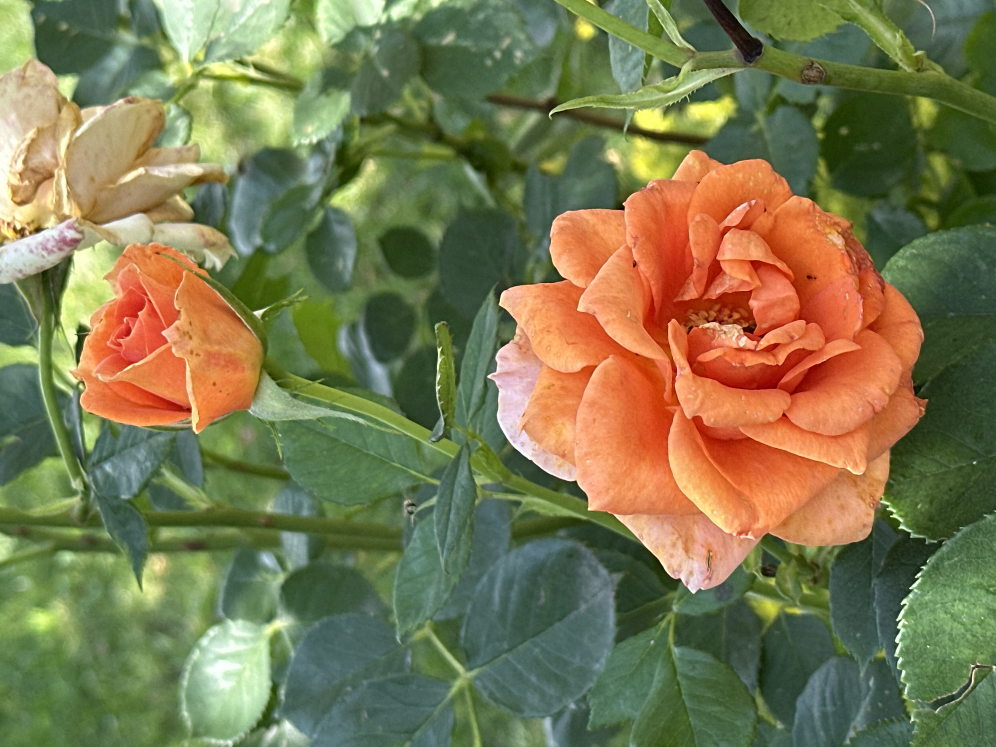 This is a close-up, eye-level photograph of two orange roses and one faded, dried rose among lush green foliage. The roses are in focus, with the larger, fully bloomed rose on the right showcasing delicate, layered petals. The smaller rosebud to the left is tightly furled, with hints of orange and pink. The dried rose, visible in the upper left, has a pale, withered appearance. The background is filled with the vibrant green leaves of the rose bush, creating a soft bokeh effect. The lighting suggests it is daytime, possibly late afternoon, with dappled sunlight filtering through the leaves. There are no people or text visible in the image. The scene is a natural outdoor setting, likely a garden in Izobilnyy, Russia, as indicated by the location context. The overall impression is one of natural beauty, with a contrast between fresh blooms and the transient nature of flowers.