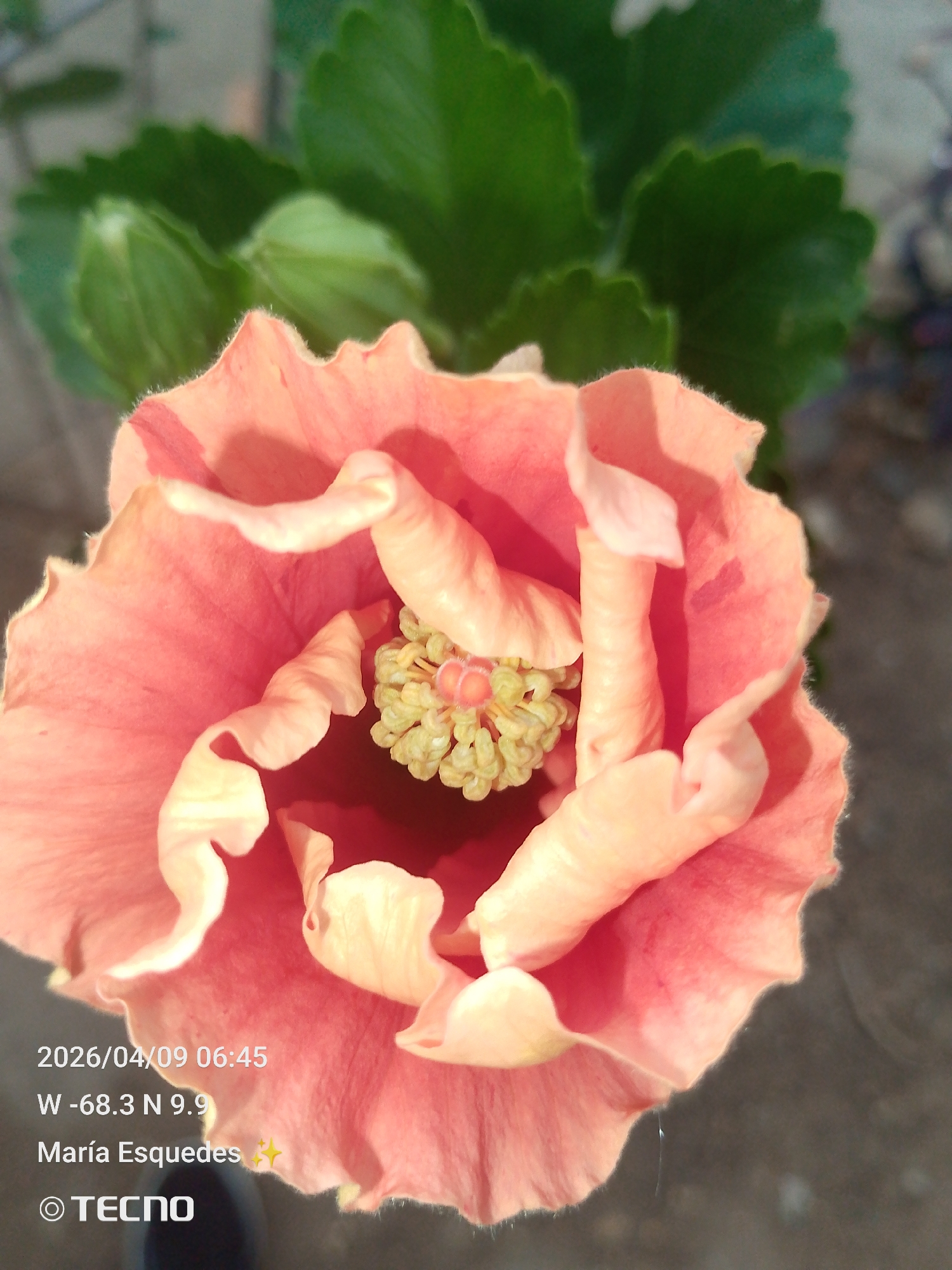 Close-up view of a peach-colored hibiscus flower with green leaves in the background. The stamen is a cluster of small yellow buds. Bottom left corner shows data: "2026/04/09 06:45, W -68.3 N 9.9," which pinpoints the location to Tinaquillo, Venezuela. Below the coordinate information is the name "María Esquedas" with a sparkle graphic, and below that, the word "TECNO" with its associated logo.