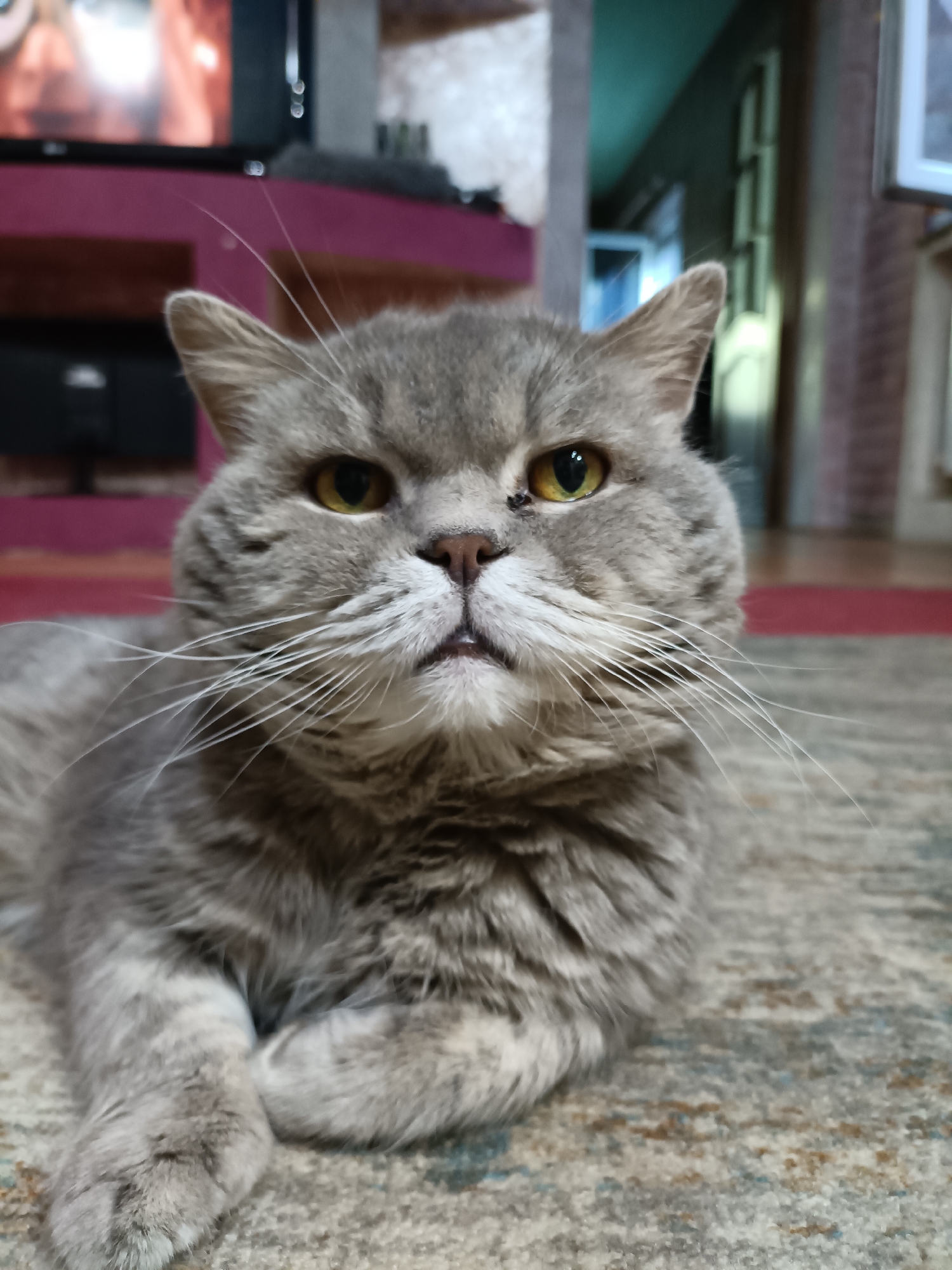 A close-up, eye-level, vertical shot shows a grey British Shorthair cat with yellow eyes lying on a patterned carpet. The cat's face is directed towards the camera, with its paws crossed in front of its chest. A small dark spot is visible above the cat's left eye. The background is blurred, showing a room with furniture and a television in the upper left corner. The scene is consistent with an indoor setting in a residential apartment. Based on the metadata, the image was captured in Bataysk, Russia.