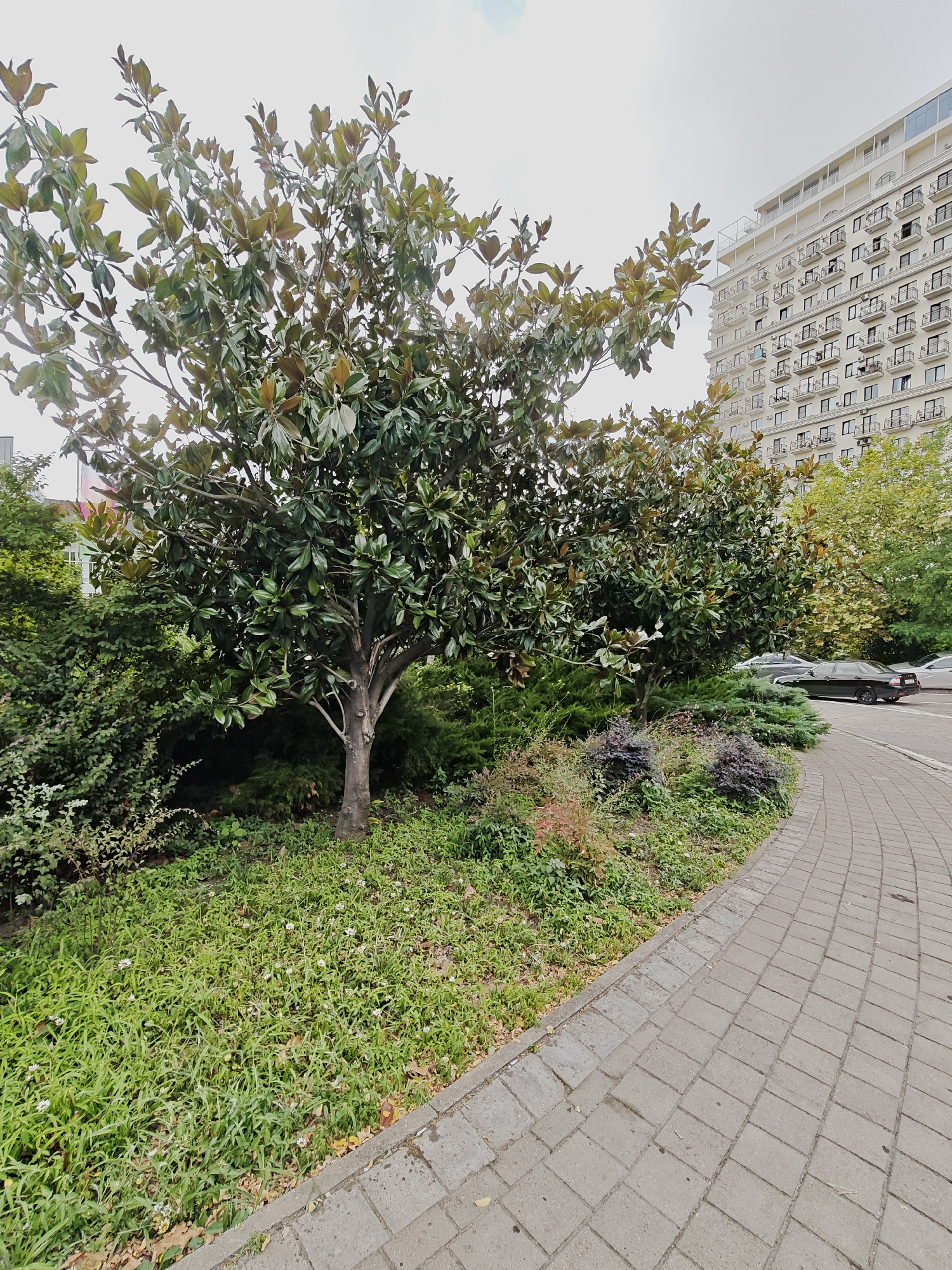 The image captures an outdoor urban scene with a sidewalk in the foreground. The sidewalk is paved with rectangular gray blocks arranged in a curved pattern, bordering a strip of greenery. This green area includes a prominent magnolia tree with dark green, glossy leaves, lush bushes, and patches of grass dotted with small white flowers. In the background, a tall, multi-story building with numerous balconies and windows stands out, its facade light-colored. Several cars are parked along the side of the road adjacent to the green space. The sky above is overcast and pale.