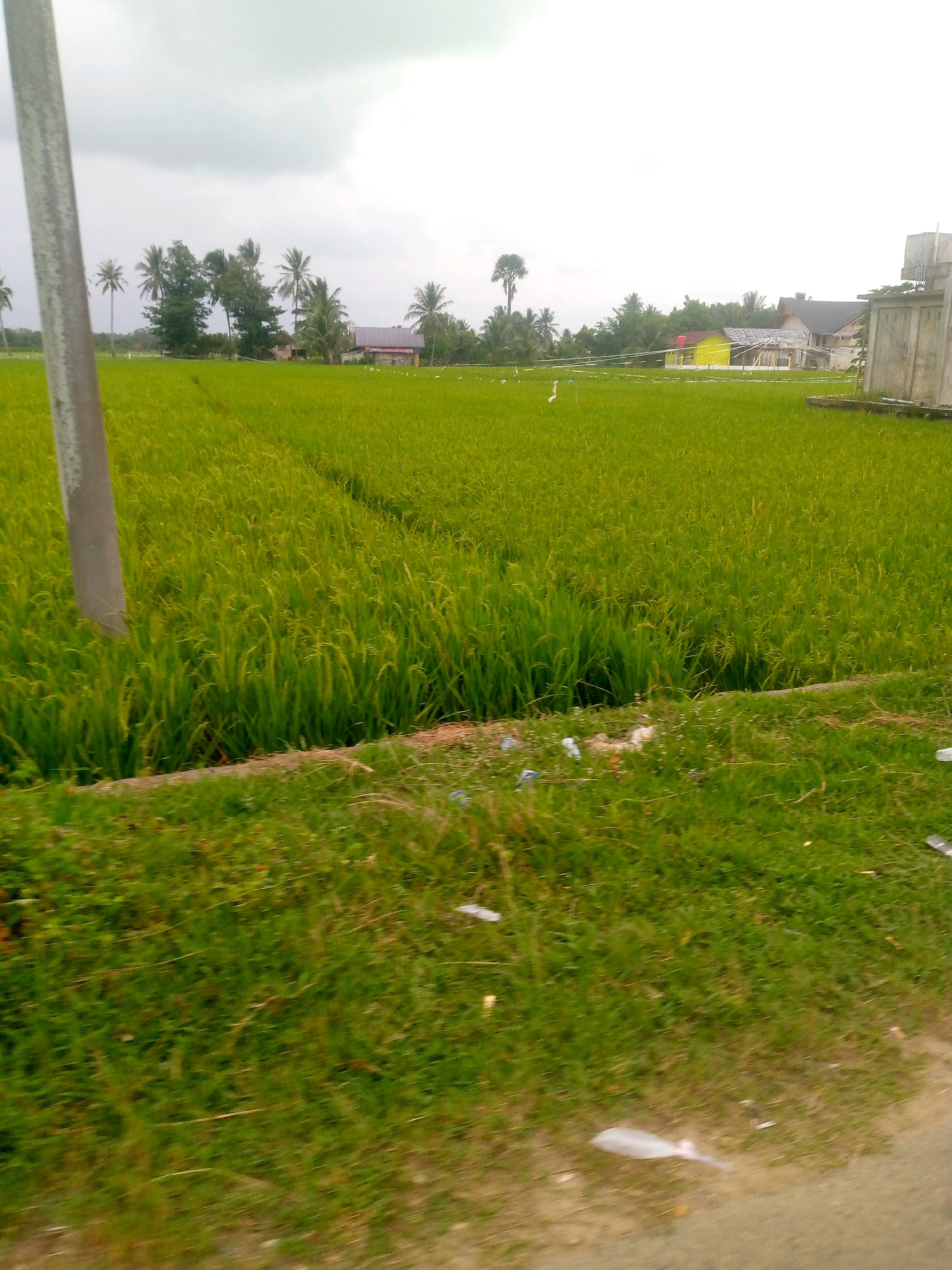 This is a wide, eye-level, outdoor, slightly blurry photograph of a lush green rice paddy field in Kutaglumpang, Indonesia. The field occupies the majority of the frame, with a dirt road and some grass visible in the foreground. A tall, gray pole is positioned on the left side of the image, partially obscuring the rice field. In the background, a line of palm trees and other vegetation can be seen, with several houses and buildings scattered amongst them. The sky is overcast and white. Small white birds are scattered throughout the rice field. Some plastic debris is visible on the ground near the edge of the field. The overall impression is one of rural tranquility.