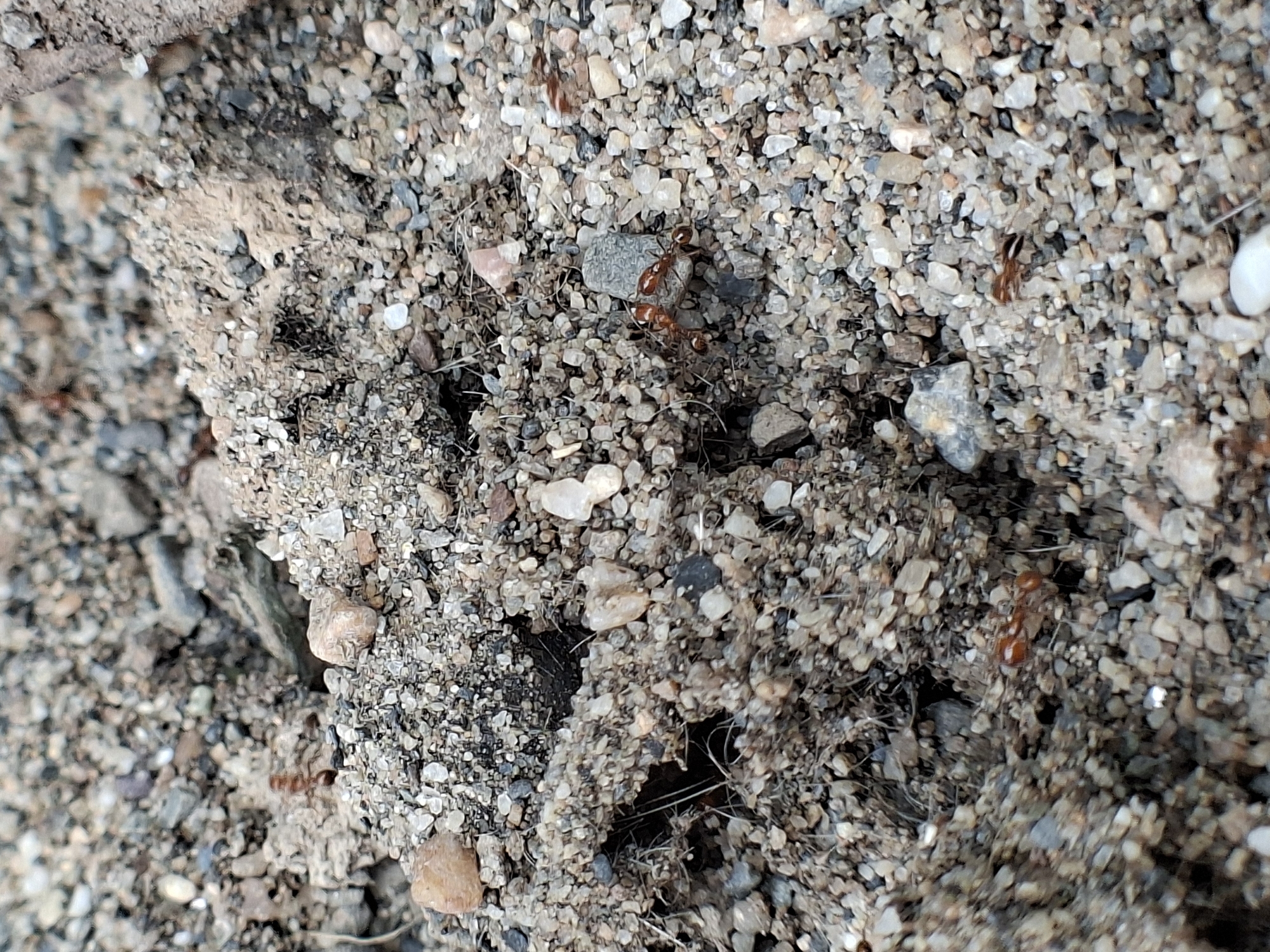 The image depicts an ant colony entrance in a sandy, pebbly terrain. Several ants, with red heads and black abdomens, are visible near the entrance. The surrounding environment consists of small stones and sand. The location is not specified in the image or provided.
