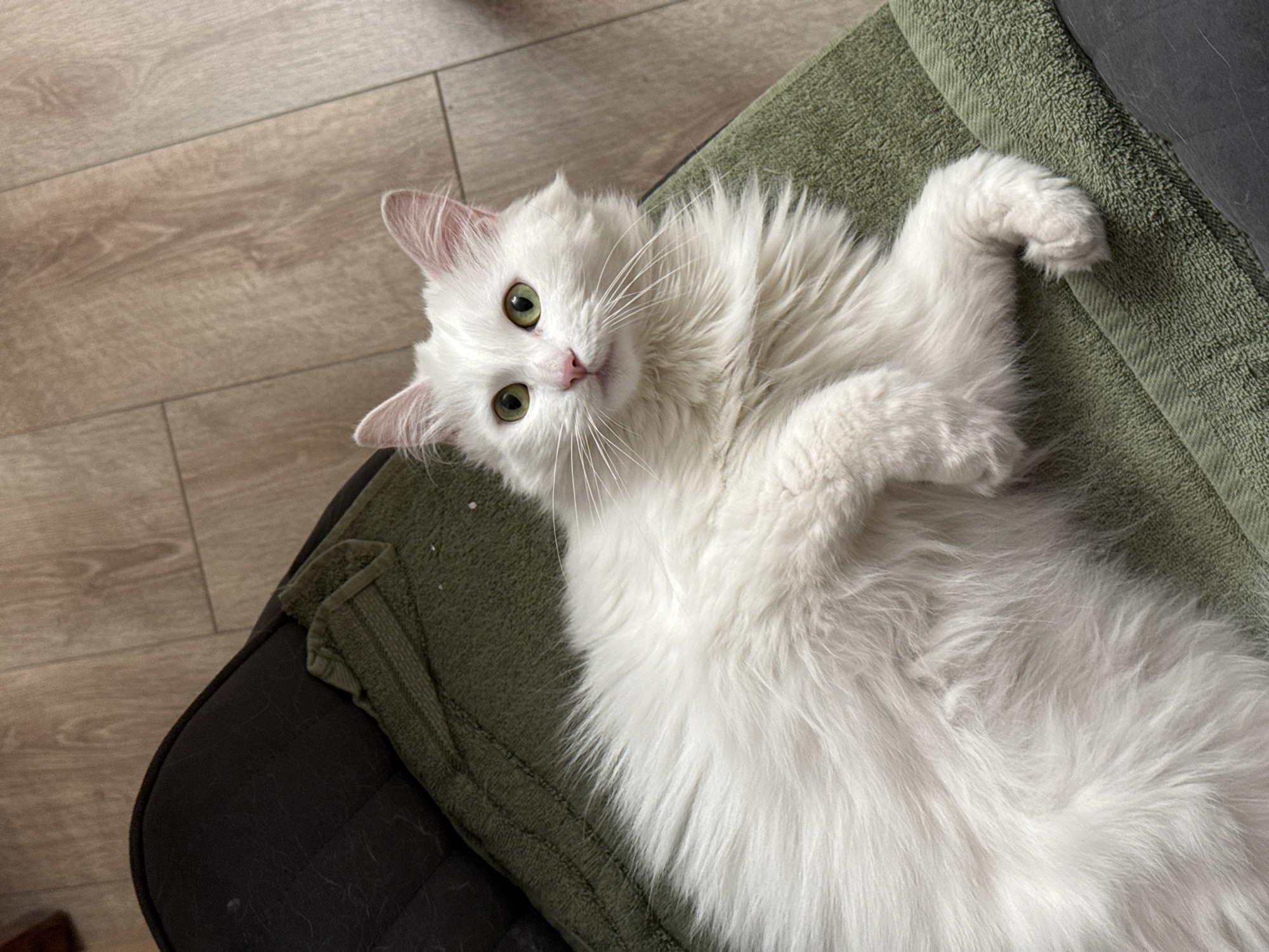 A fluffy white cat with green eyes lies on a green towel placed on a dark chair. The cat is looking up and to the left of the frame. The background consists of a wooden floor. The scene is indoors, in an unknown location within the city of Unknown, Unknown.