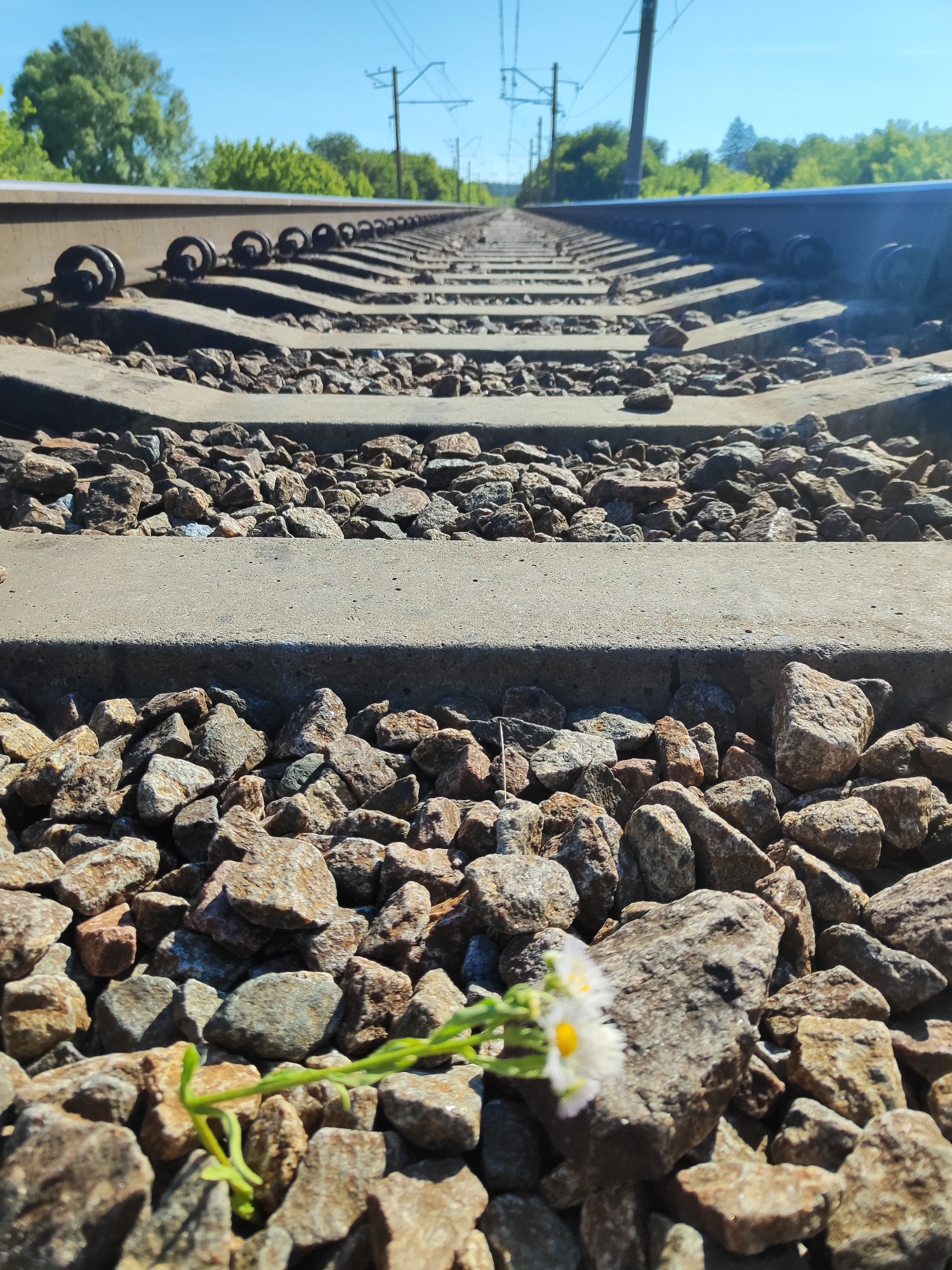 A low-angle shot focuses on a set of railroad tracks stretching into the distance under a clear blue sky. The foreground is dominated by coarse gravel and concrete railroad ties, with a small daisy-like flower and its green stem emerging from the rocks in the bottom right corner. In the background, trees line the sides of the tracks, and overhead power lines are visible against the sky. The scene is devoid of any people or vehicles.