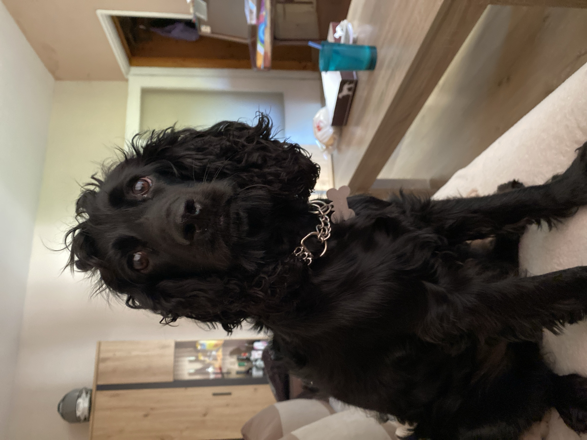 A black dog with curly fur and dark eyes sits on a light-colored couch in what appears to be a living room. The dog is wearing a silver chain collar with a bone-shaped tag. In the background, a wooden cabinet with glass doors and shelves filled with various items is visible. To the right, a wooden coffee table holds a white box with a dog silhouette, a blue cup with a straw, and other objects. The room has light-colored walls and an open doorway leading to another room where a purple garment is hanging. The image captures the dog's face looking directly at the camera, with some fur sticking up on its head. The overall scene suggests a domestic setting.