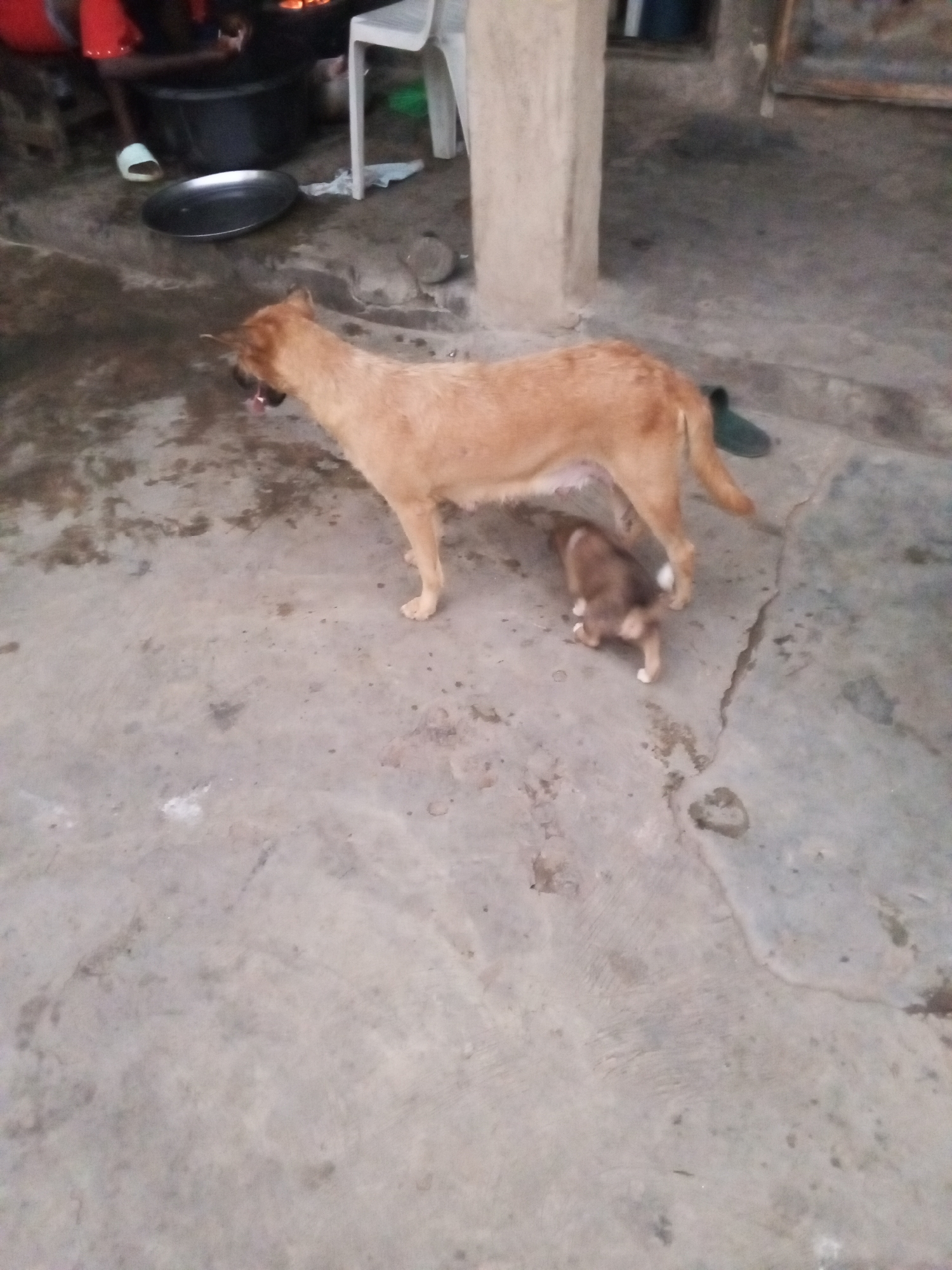 The scene depicts an outdoor concrete area in Lokoja, Nigeria. An adult, light-brown dog stands with its mouth open, panting, while a small, brown and white puppy is underneath the adult dog. In the background, a black pot sits near a white plastic chair and a gray metal bowl on the ground. A person's lower body is visible near the pot, and a concrete pillar stands in the background.