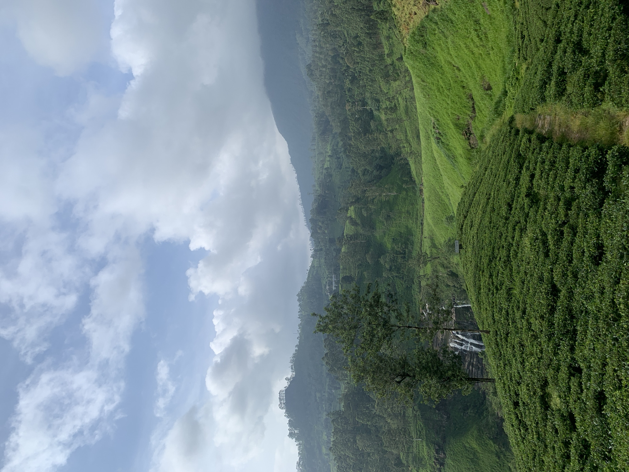 The image depicts a lush, green landscape in Devon, Sri Lanka, likely a tea plantation. In the foreground, neatly trimmed rows of tea bushes cover a rolling hillside, forming a vibrant green carpet. A narrow, dirt path winds its way through the tea fields, leading the viewer deeper into the scene.
In the mid-ground, two tall trees stand on the edge of the tea plantation, framing a cascading waterfall in the distance. The waterfall tumbles down a rocky cliff face, its white water contrasting with the surrounding green foliage. Beyond the waterfall, the landscape rises into mist-shrouded hills and mountains, characteristic of the Sri Lankan highlands.
The sky above is a mix of blue and white clouds, with some darker, heavier clouds suggesting the possibility of rain or recent rainfall. The overall impression is one of natural beauty and tranquility, with the tea plantations and the waterfall creating a picturesque and serene environment. There are no people or animals visible in the image. The scene is a testament to the agricultural and natural splendor of Devon, Sri Lanka.
