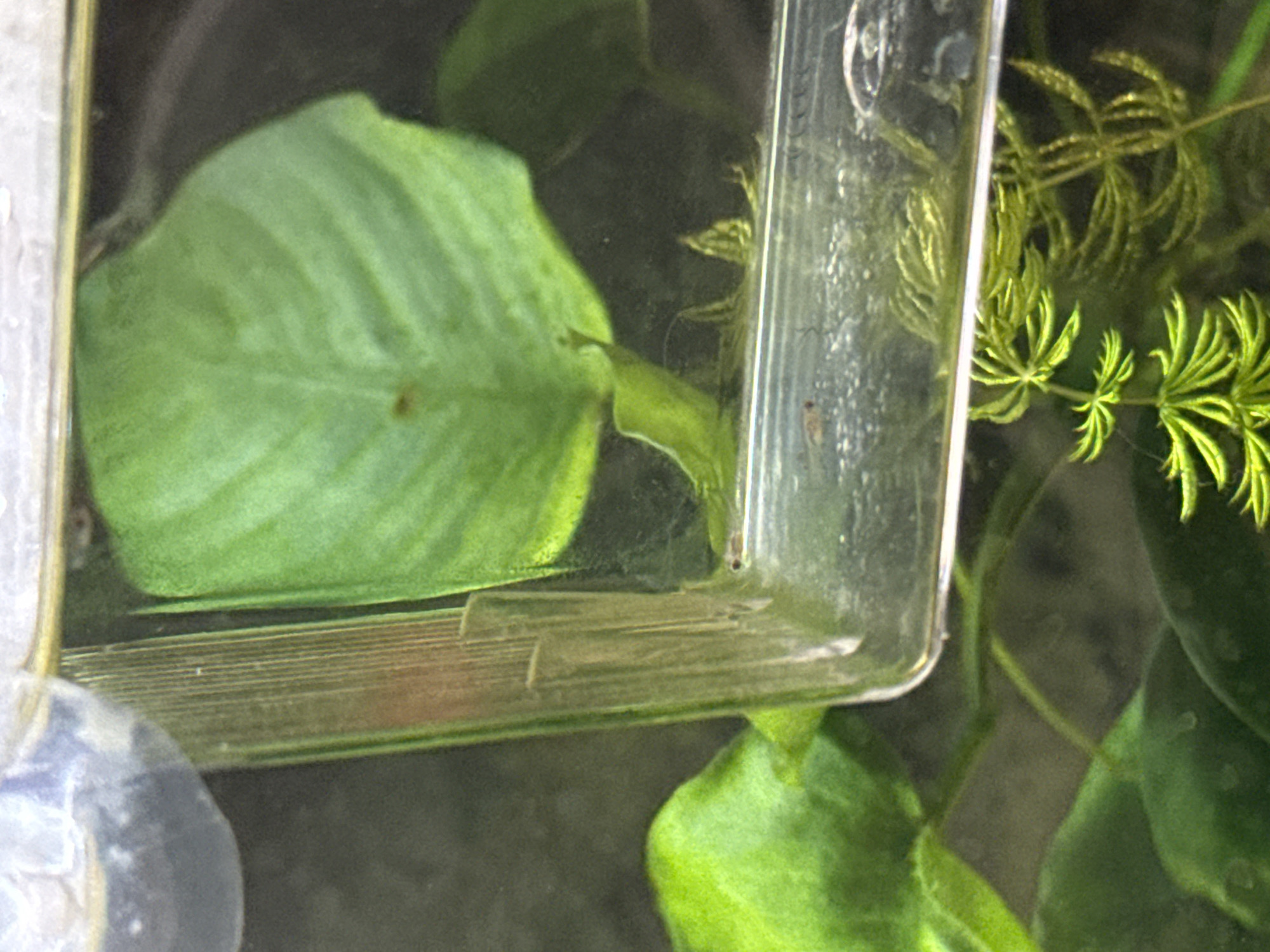 A close-up shot depicts an aquarium environment, likely domestic. Dominating the frame are various aquatic plants, including broad-leafed species and feathery, needle-like greenery. A clear, rectangular plastic container is visible within the aquarium, partially obscuring the background vegetation. Minute details within the container, such as small particulate matter and potentially aquatic organisms, are visible. The scene suggests an indoor setting focused on aquascaping or fishkeeping. There is no information available to indicate this image was taken in Stara Zagora, Bulgaria.