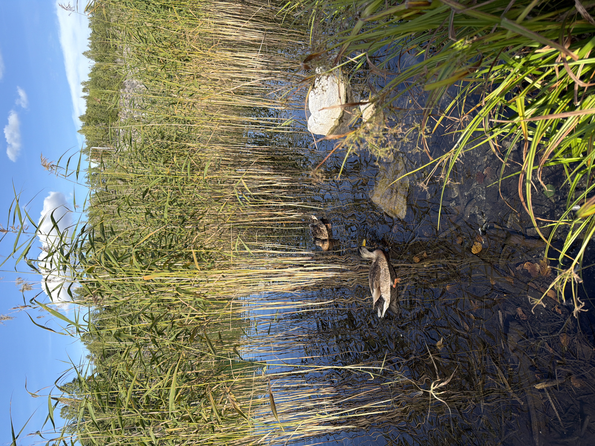 Two ducks are swimming in a dark, clear body of water, surrounded by tall, thin reeds. The reeds are green and yellow and their reflections are visible in the water. There is a large, light-colored rock in the water on the right side of the image, partially submerged. The sky above is blue with scattered white clouds. The background shows a dense forest of green trees. The scene is peaceful and natural.